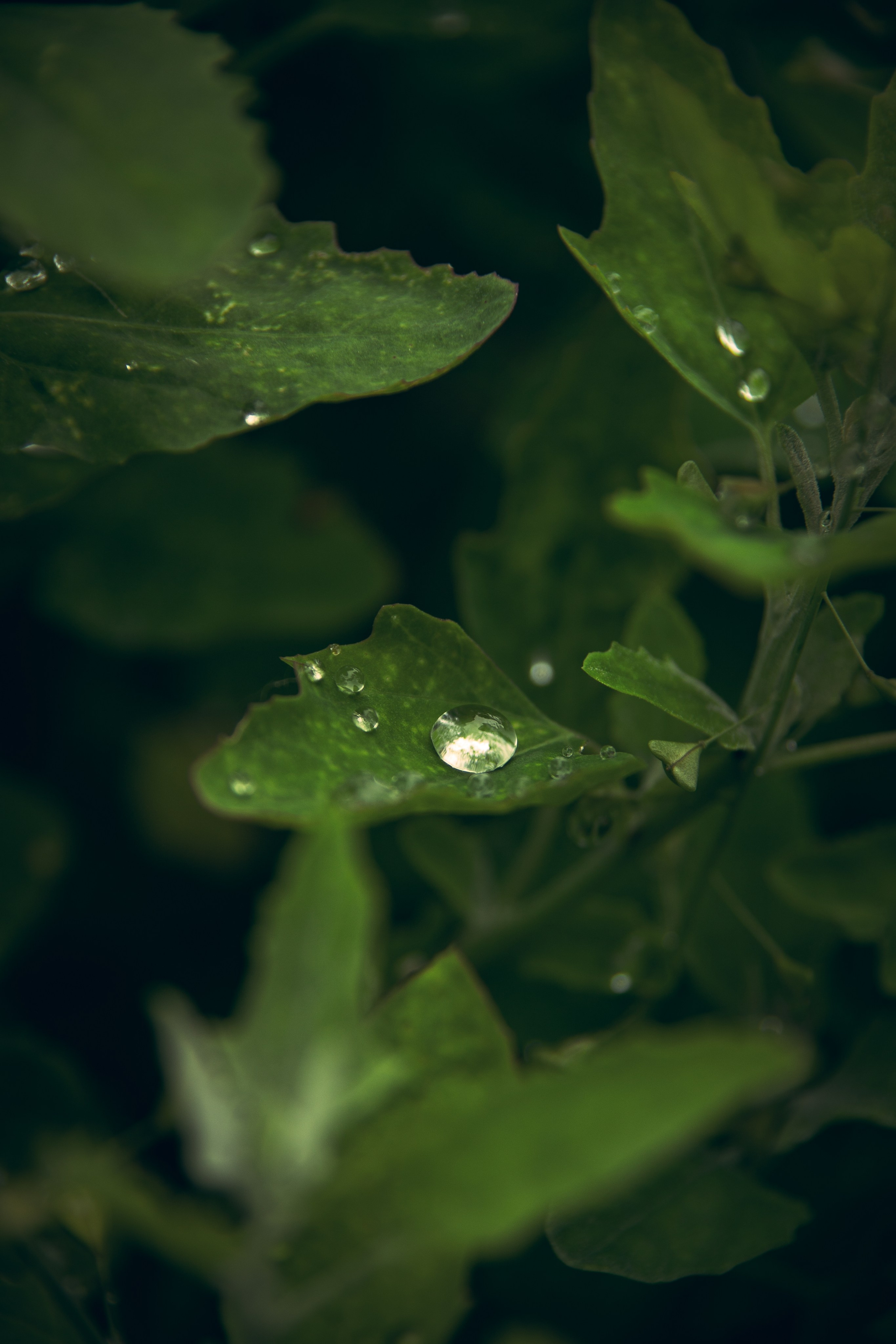 Природа. Darinishna Фэнтези-фотограф Хабаровск