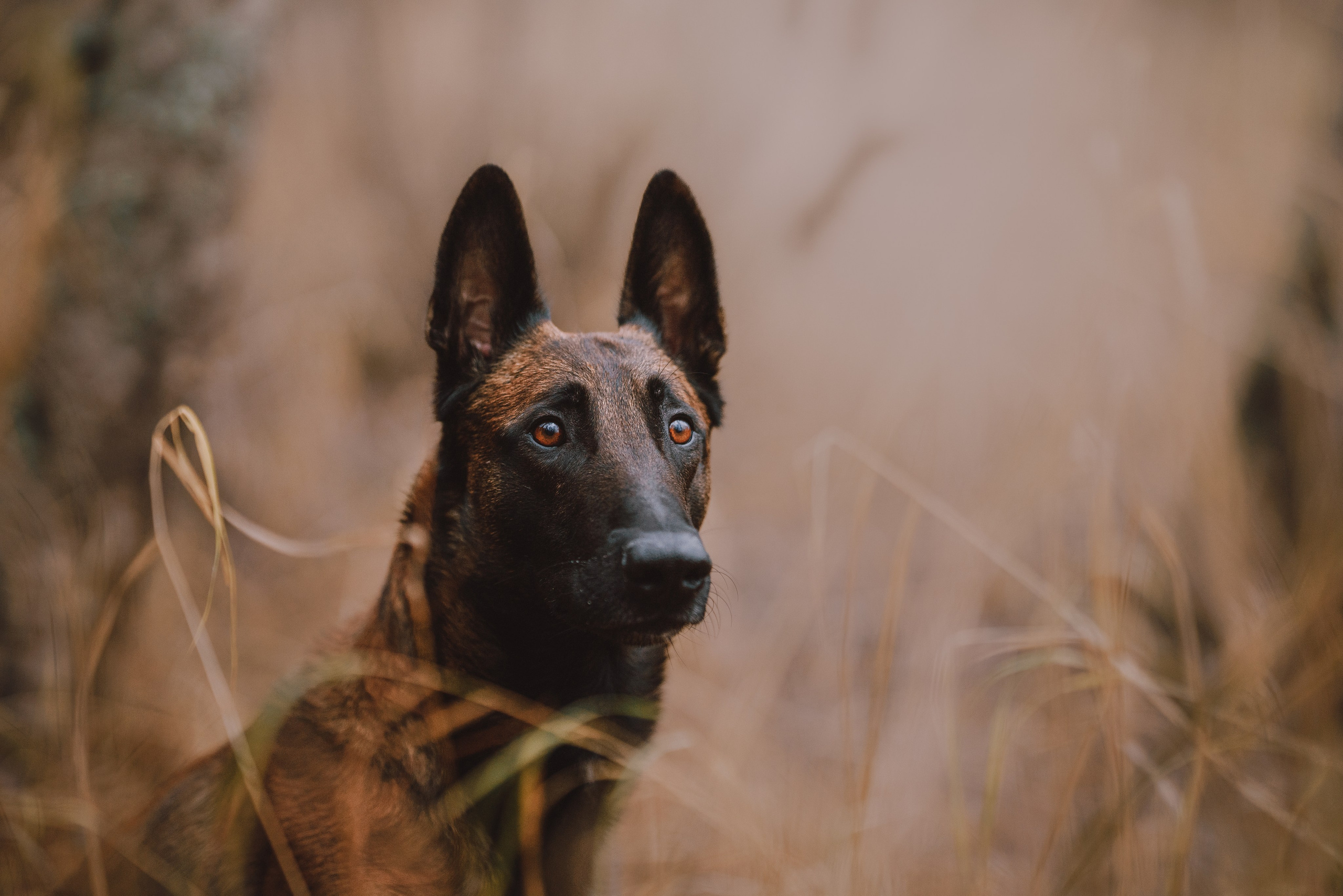 Раш. Фотограф анималист Осипчикова Мария