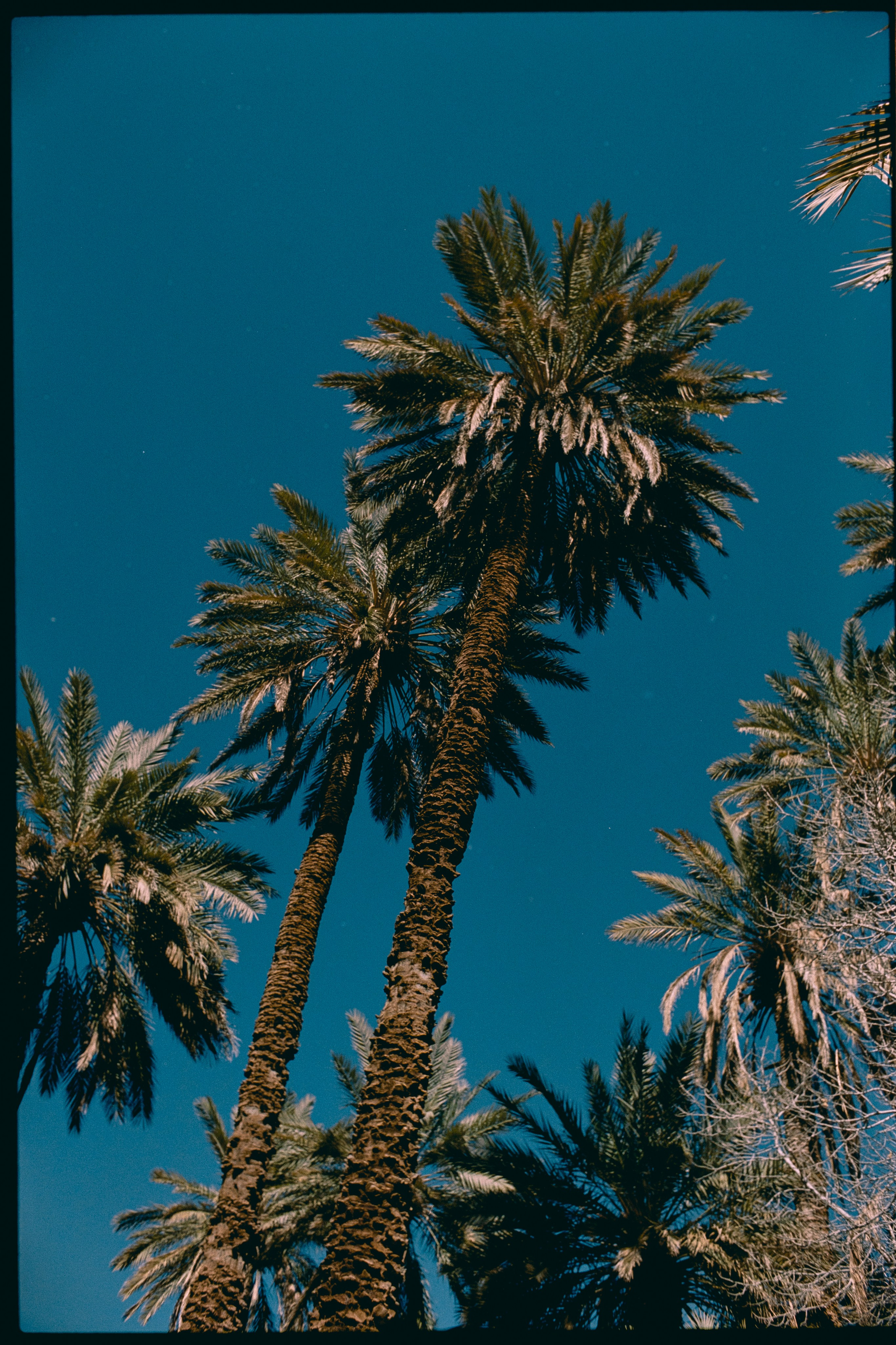 Марокко (плёнка Алёны). Игорь Гичка. Портрет с любовью