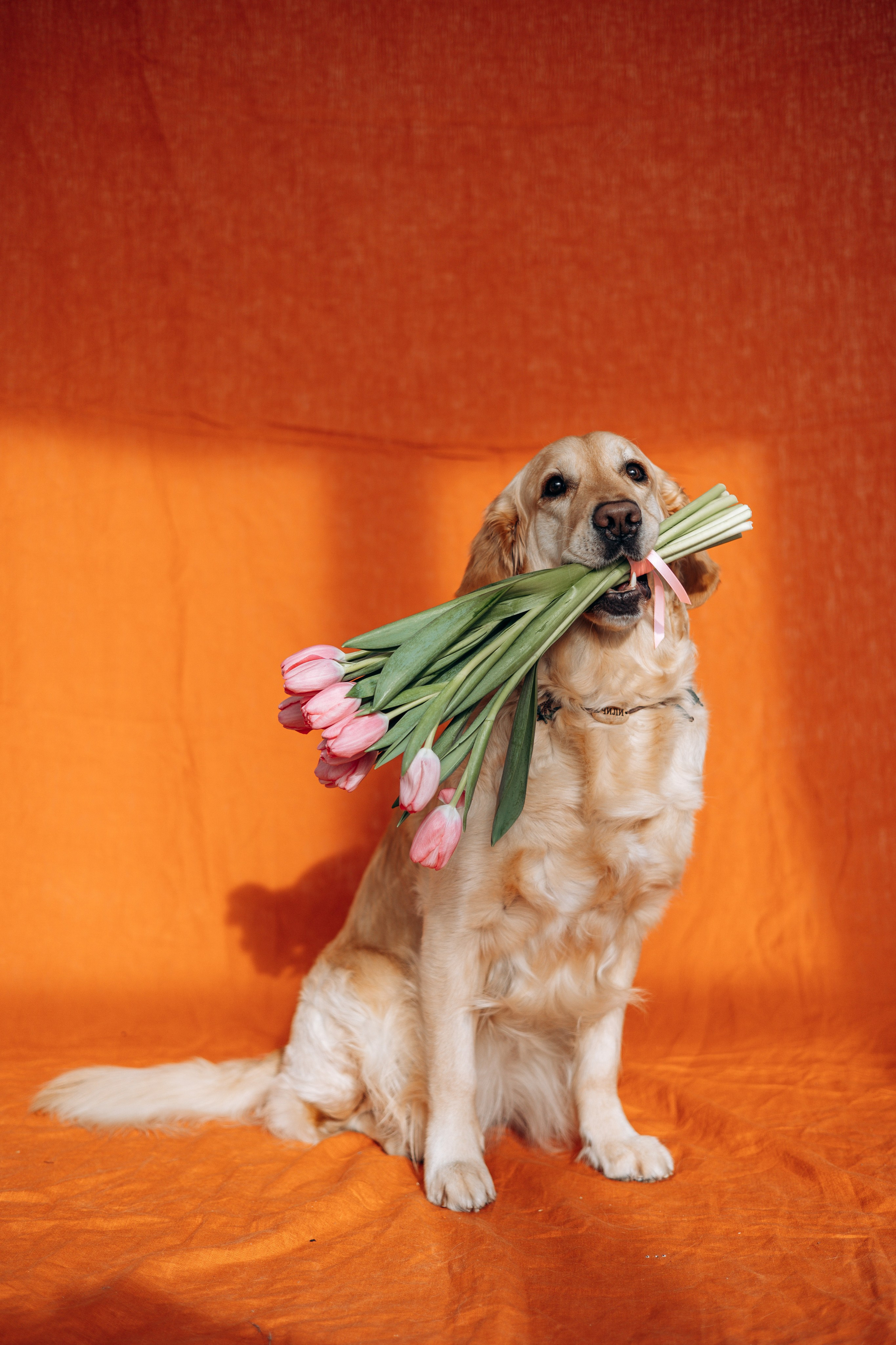 Марина и Чили. Фотограф — Анималист | Санкт-Петербург