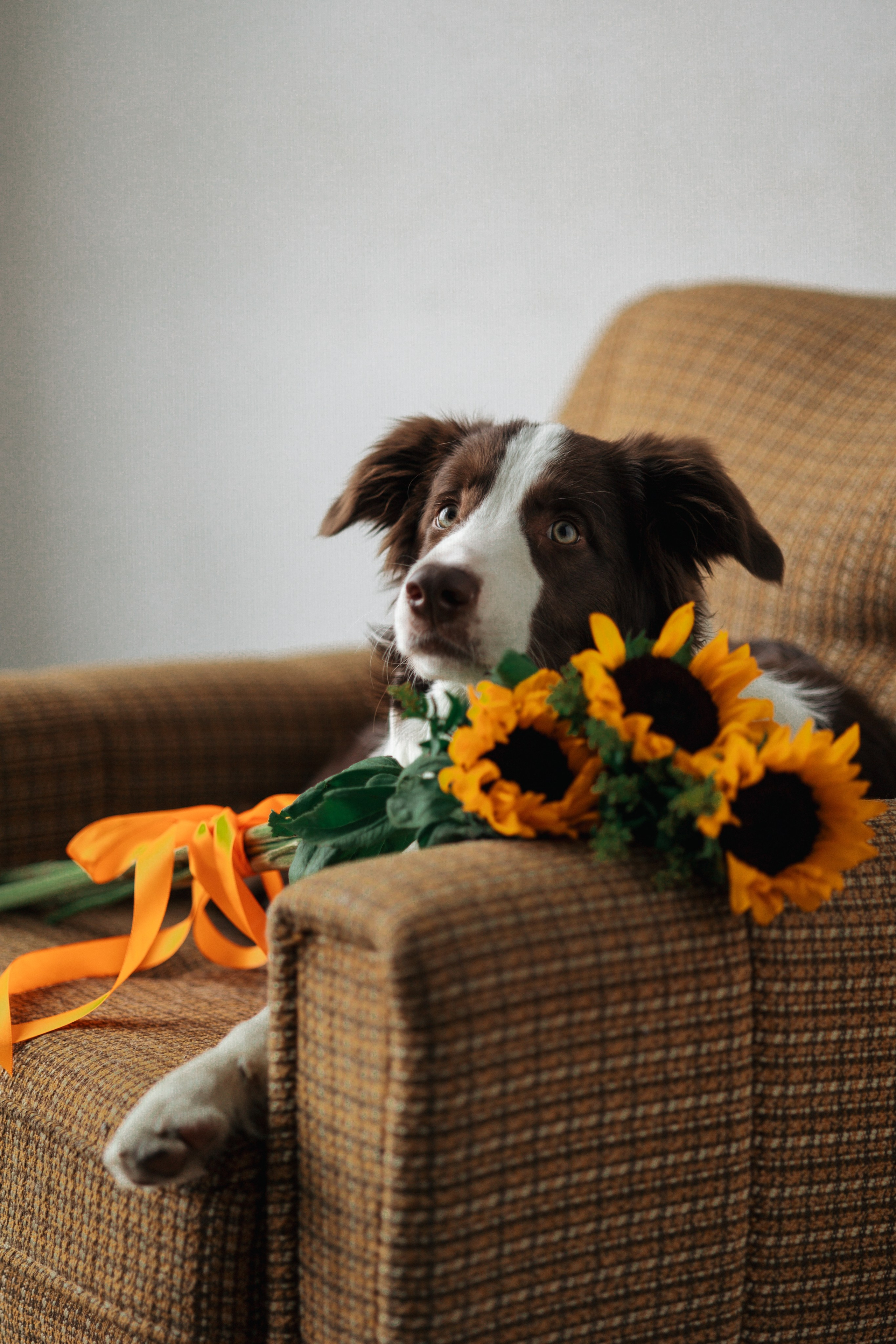 Настя и Симба. Фотограф — Анималист | Санкт-Петербург