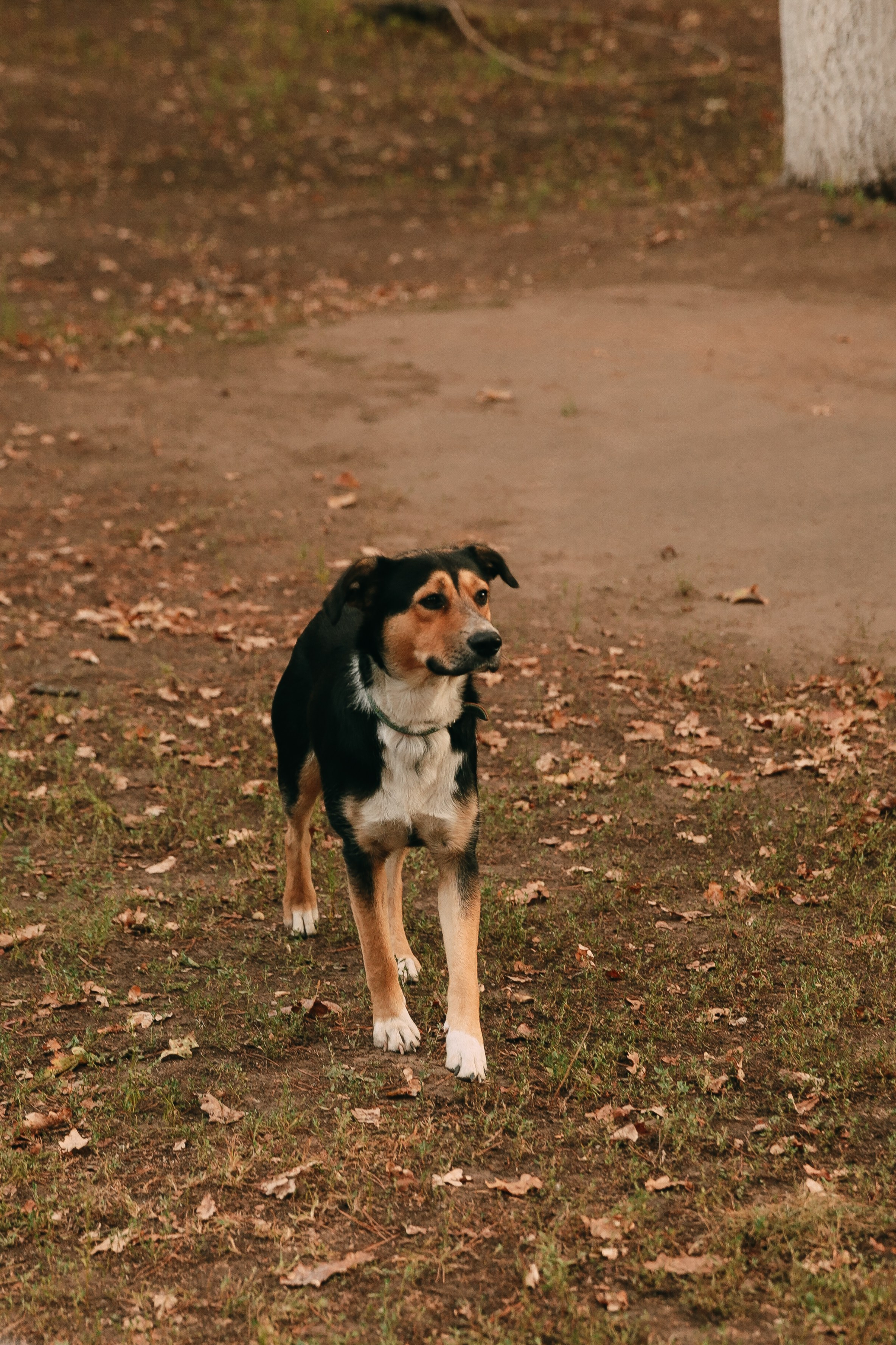 Галина и Игорь. Катерина Макиева