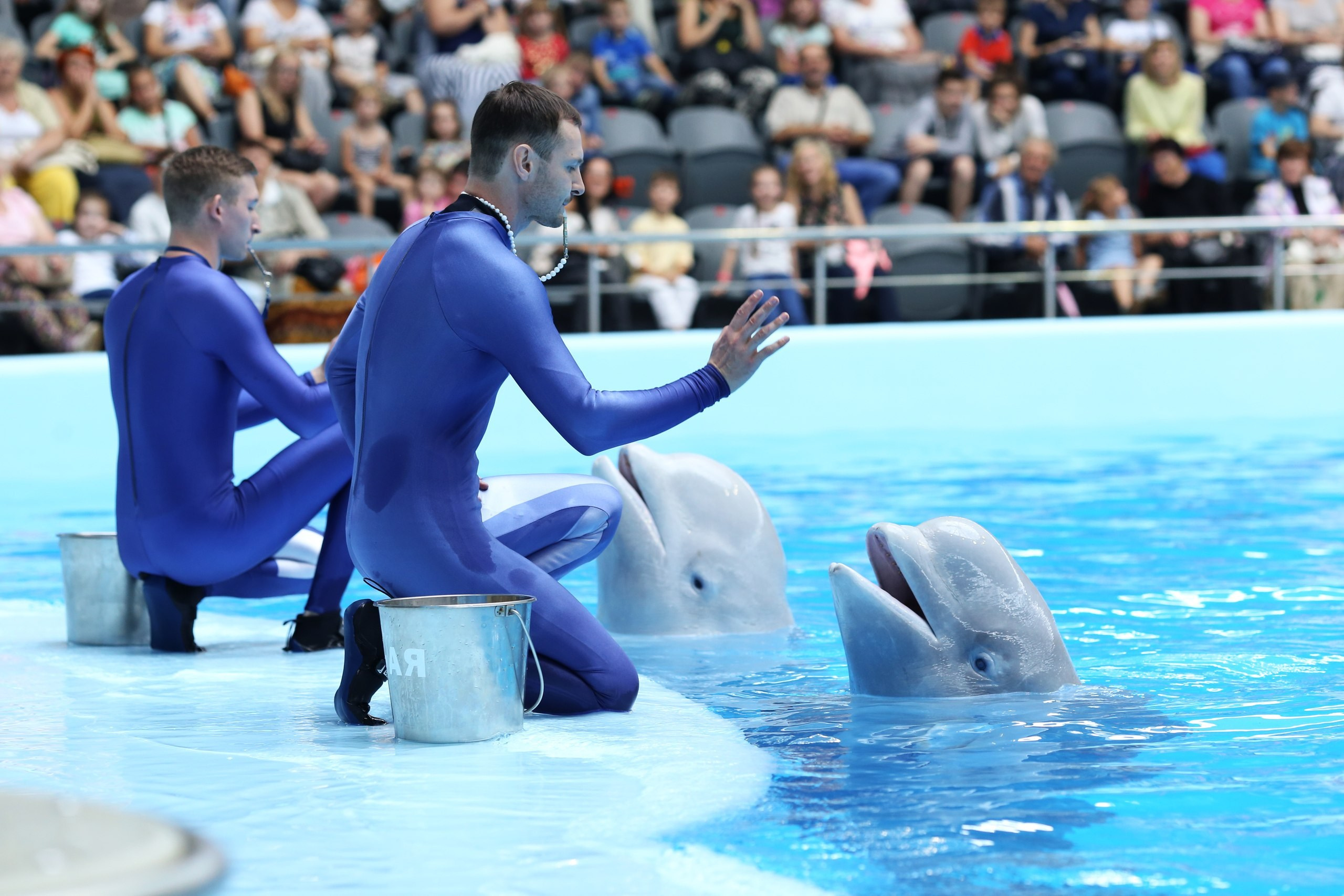 Фотосъемка выступлений в Новосибирском дельфинарии