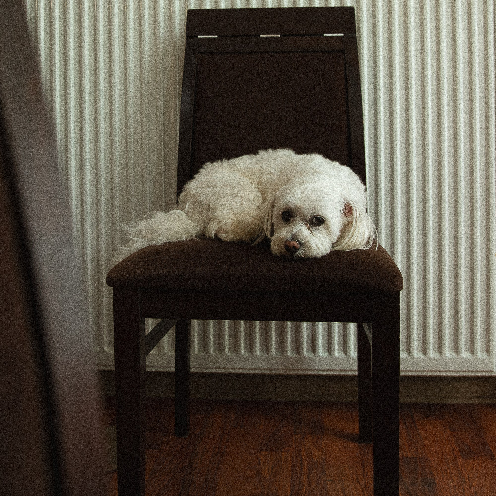 За окном был дождь. Свадебный фотограф Ярославль, Рыбинск