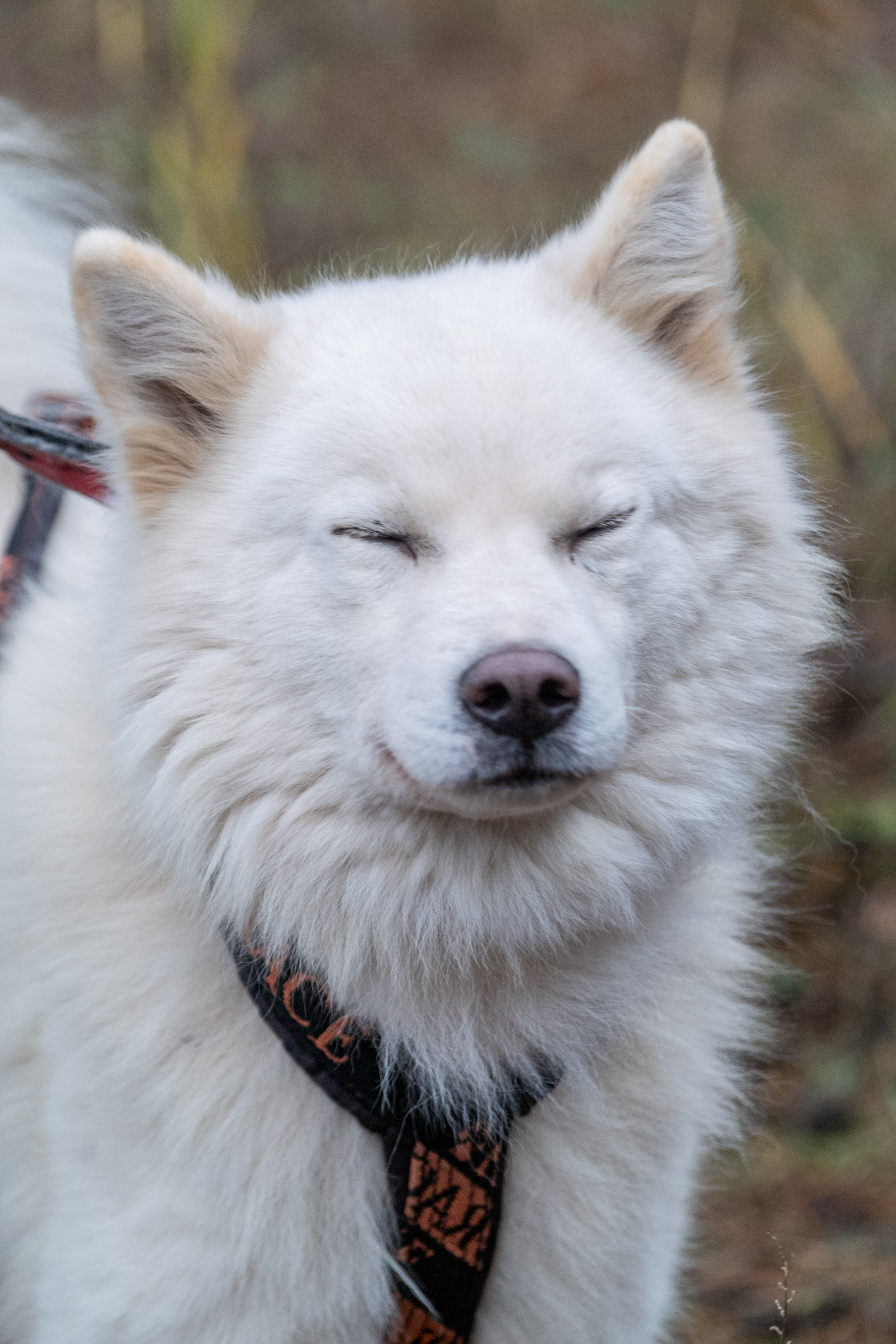 Алтын Буре. Репортажный фотограф в Казани Павел Серпокрылов