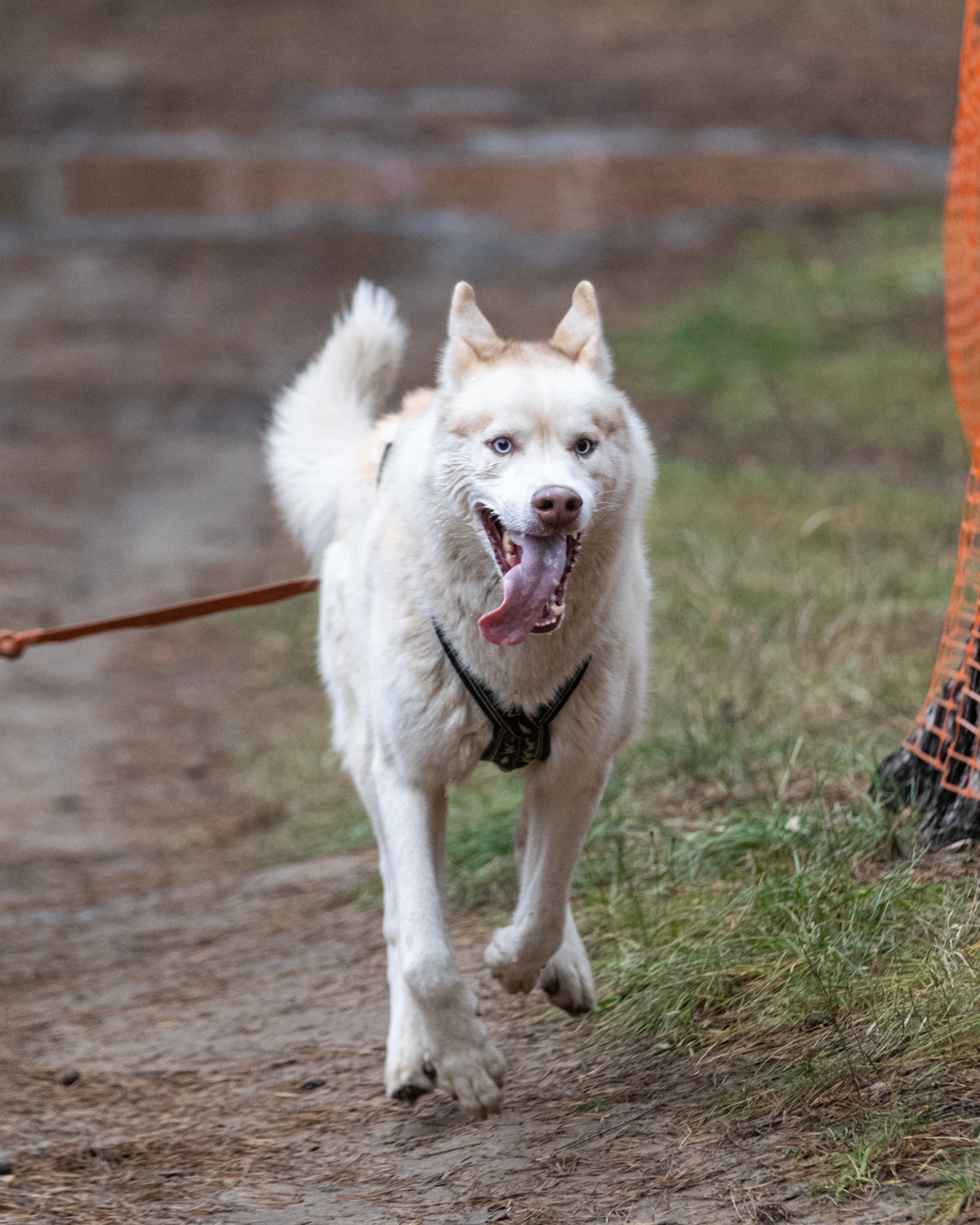 Алтын Буре. Репортажный фотограф в Казани Павел Серпокрылов