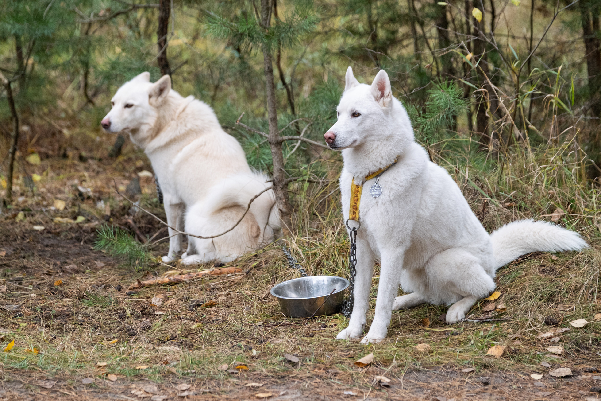 Алтын Буре. Репортажный фотограф в Казани Павел Серпокрылов