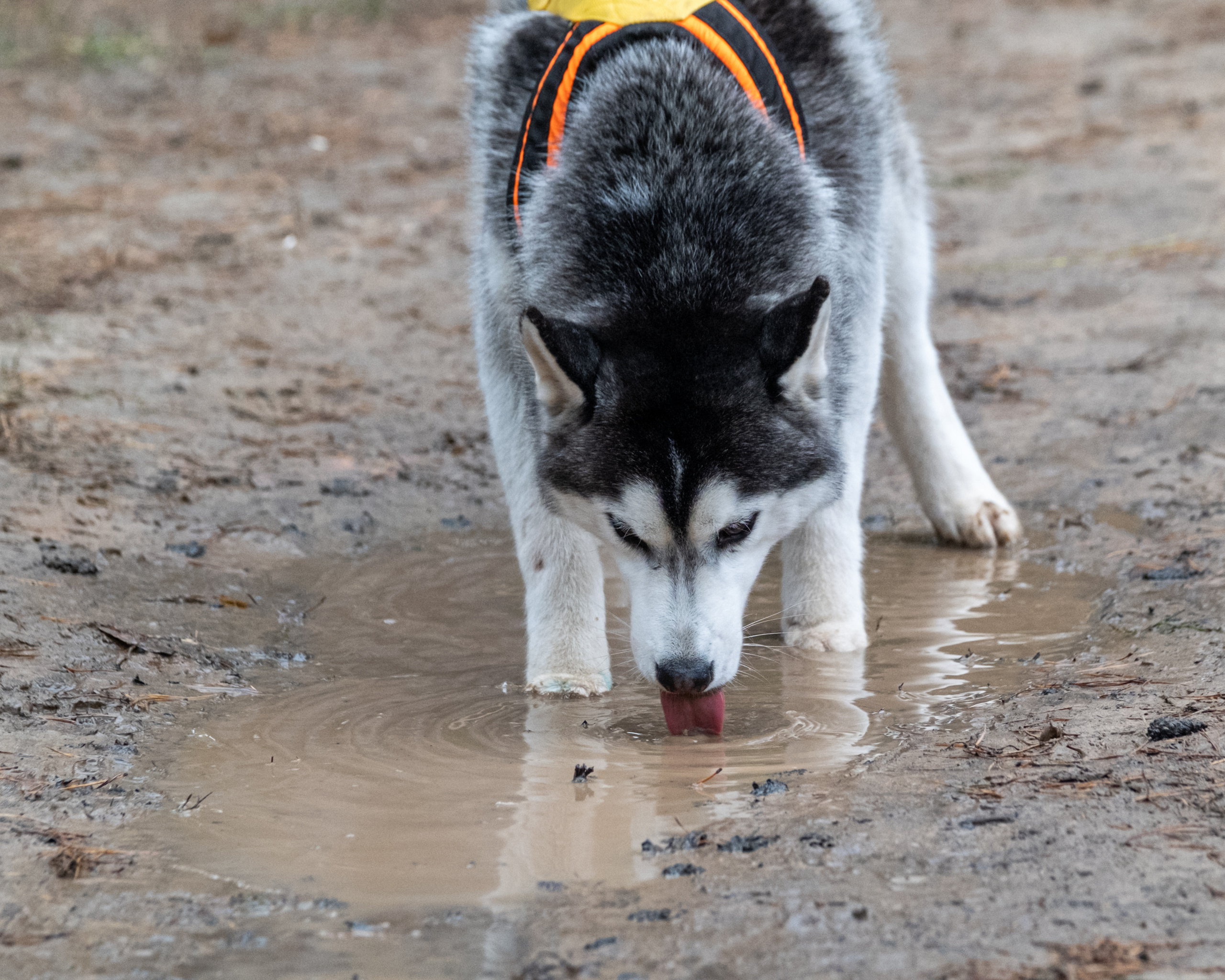 Алтын Буре. Репортажный фотограф в Казани Павел Серпокрылов