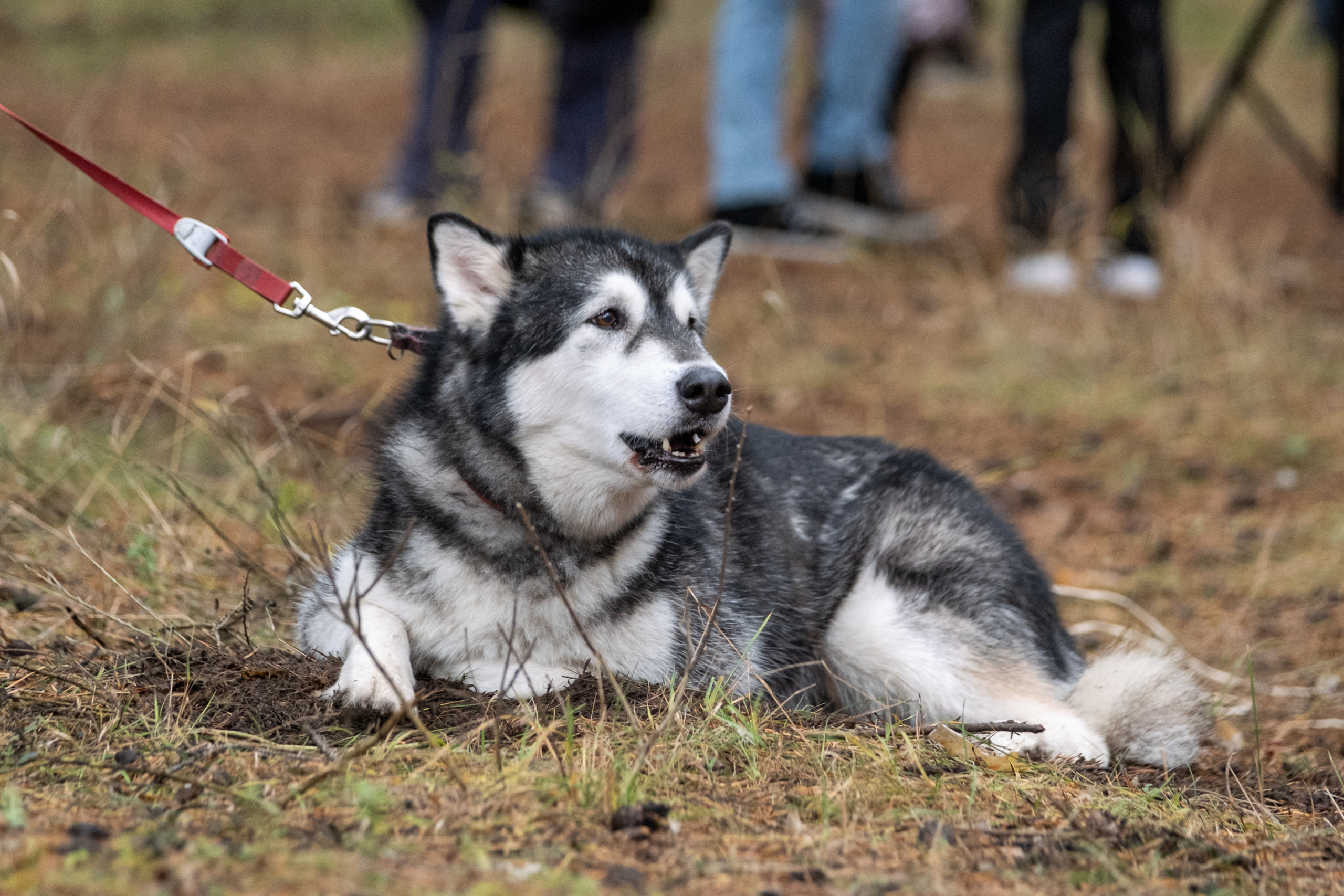 Алтын Буре. Репортажный фотограф в Казани Павел Серпокрылов