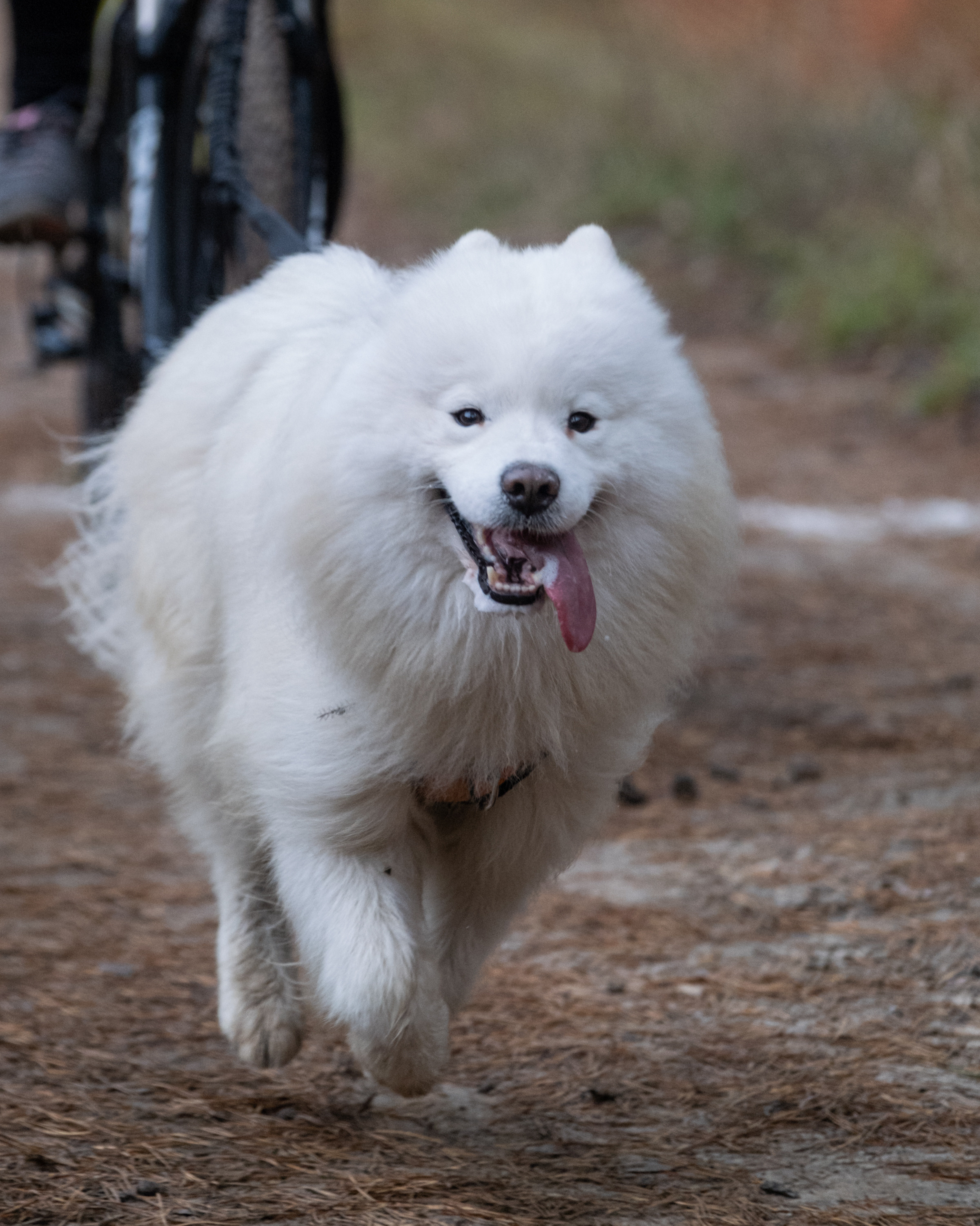 Алтын Буре. Репортажный фотограф в Казани Павел Серпокрылов