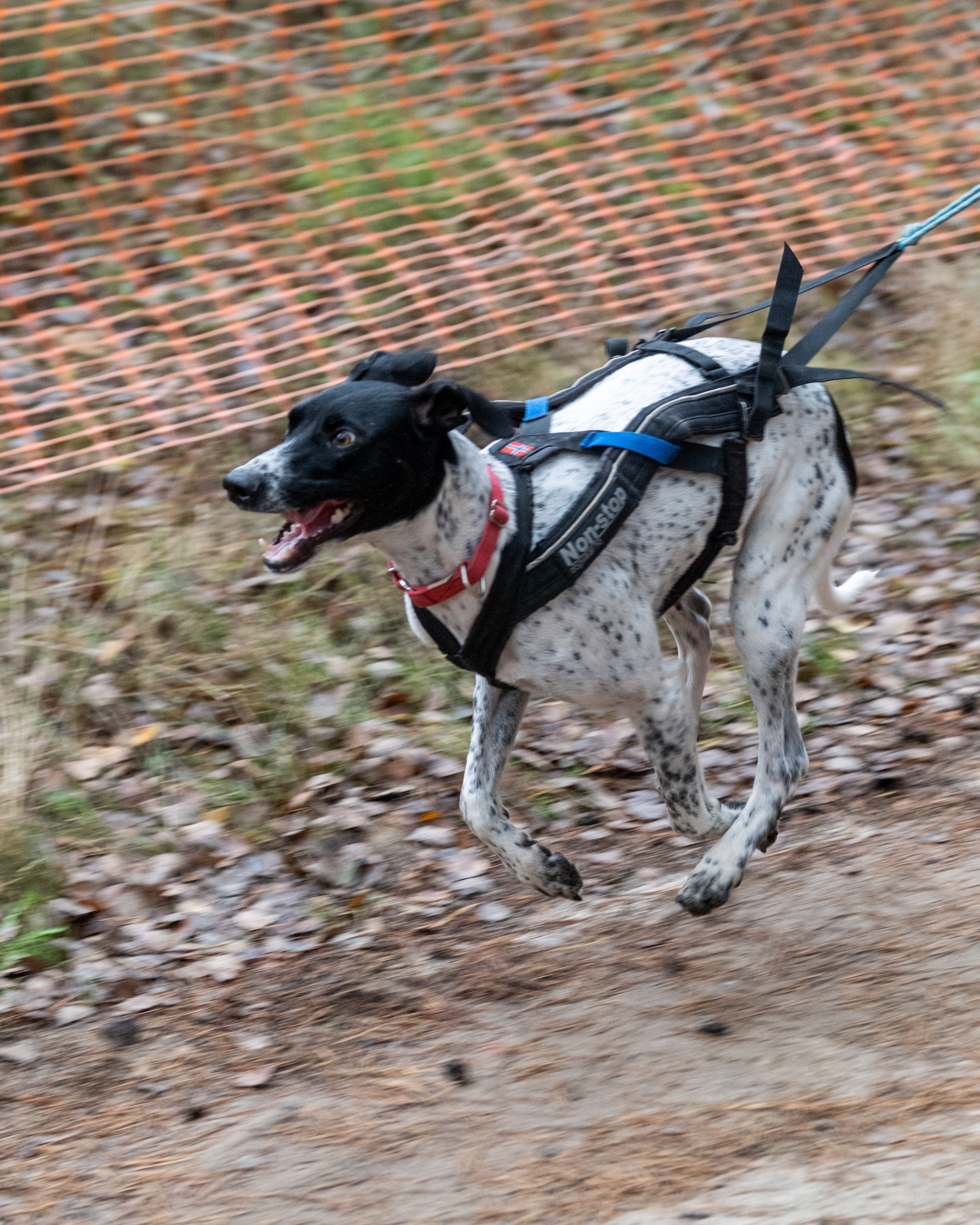 Алтын Буре. Репортажный фотограф в Казани Павел Серпокрылов