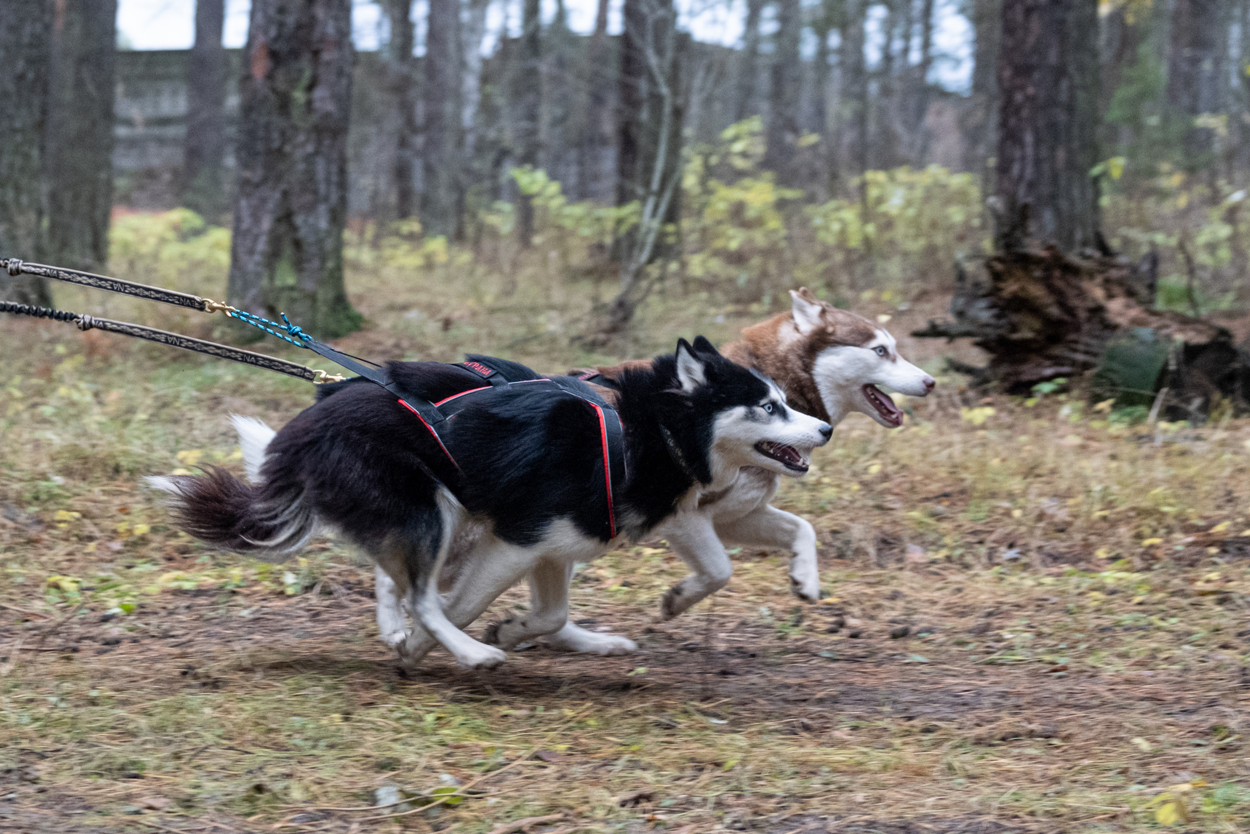Алтын Буре. Репортажный фотограф в Казани Павел Серпокрылов