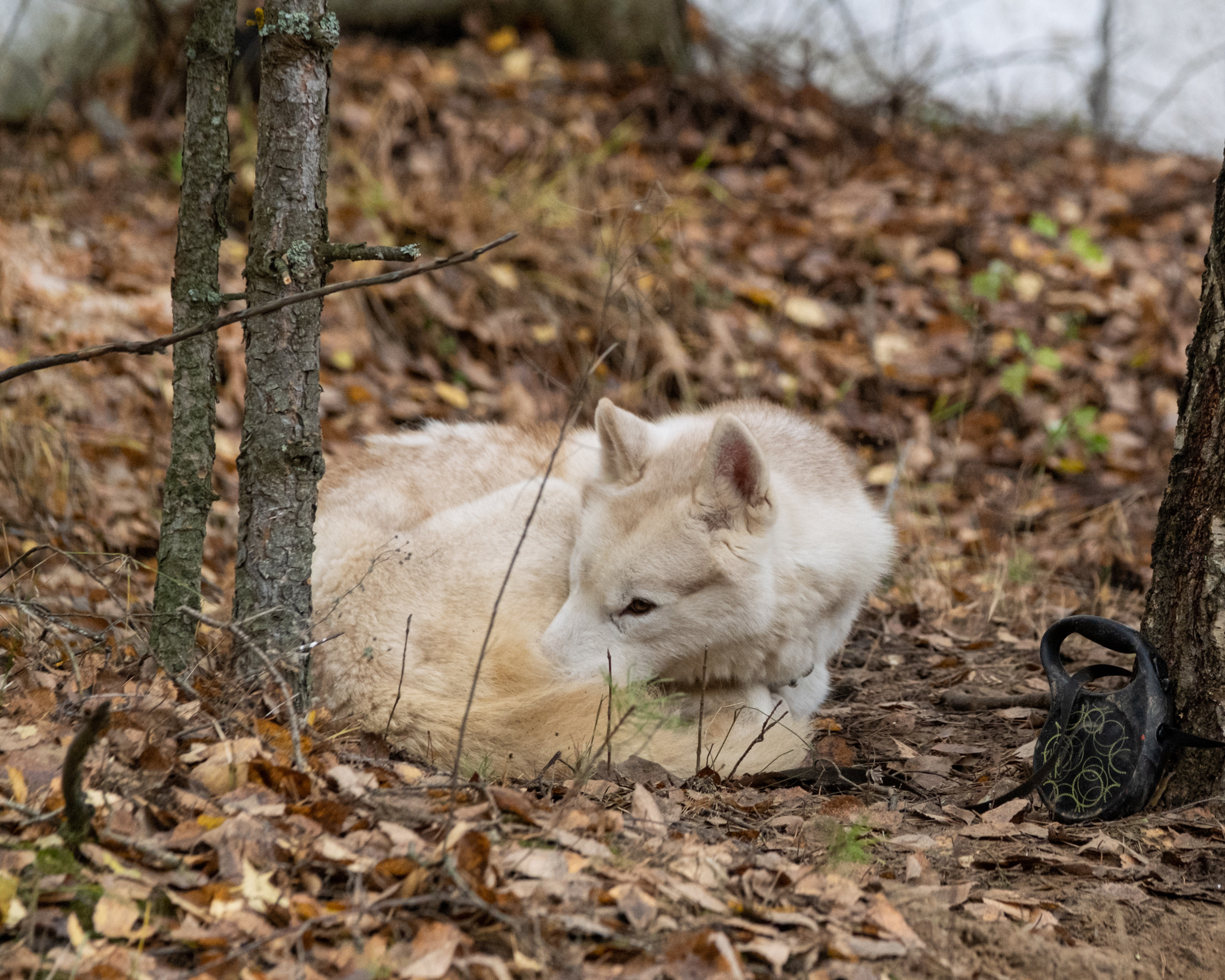 Алтын Буре. Репортажный фотограф в Казани Павел Серпокрылов