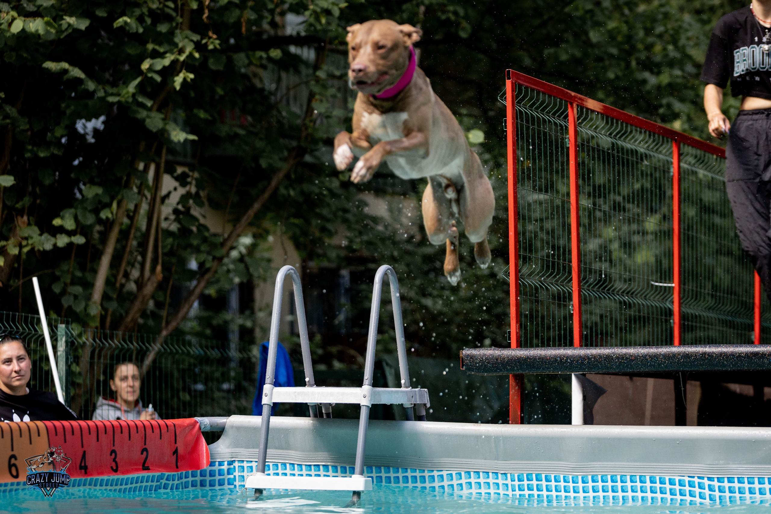 Собаки, спорт, Док дайвинг. Свадебный и репортажный фотограф в Москве и Московской области