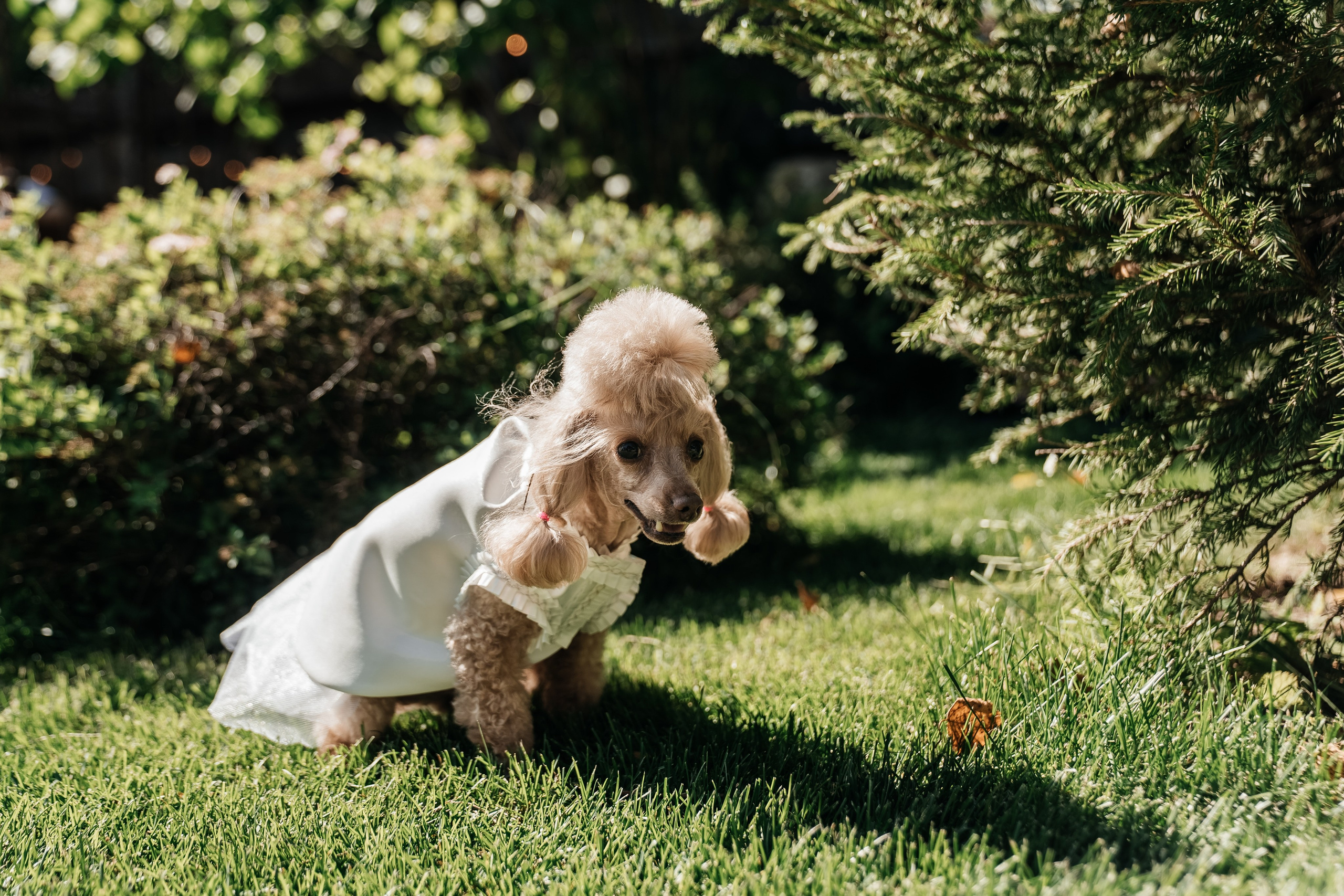 Антон и Евгения. Свадебный и семейный фотограф В Барнауле Нечаева Таня