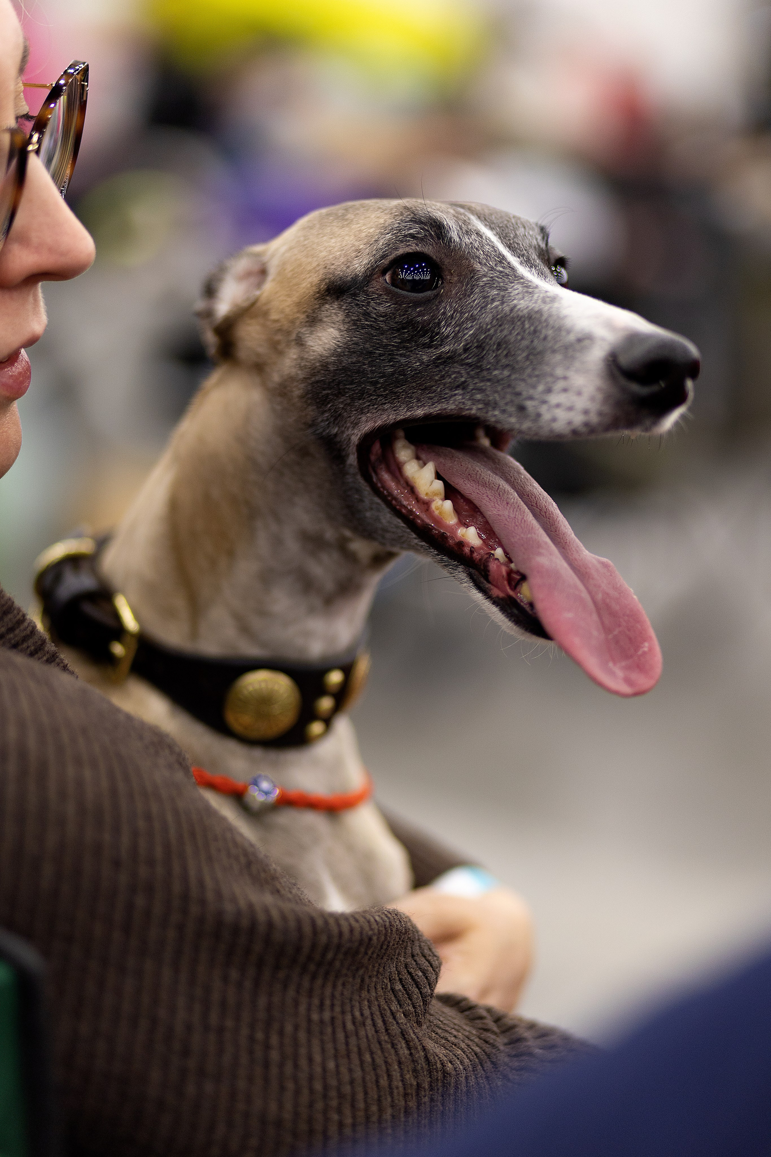 Анималистика