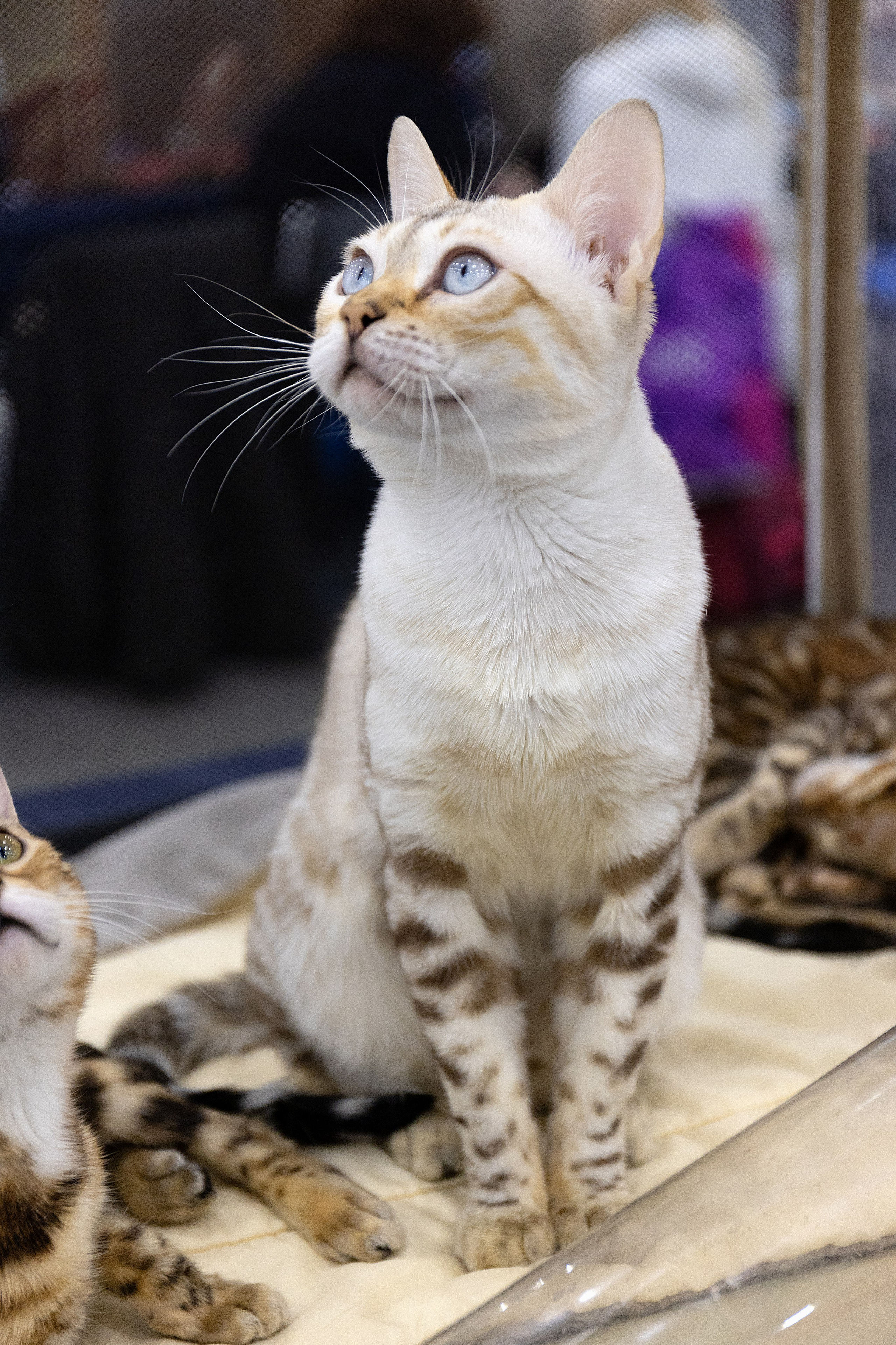 Анималистика