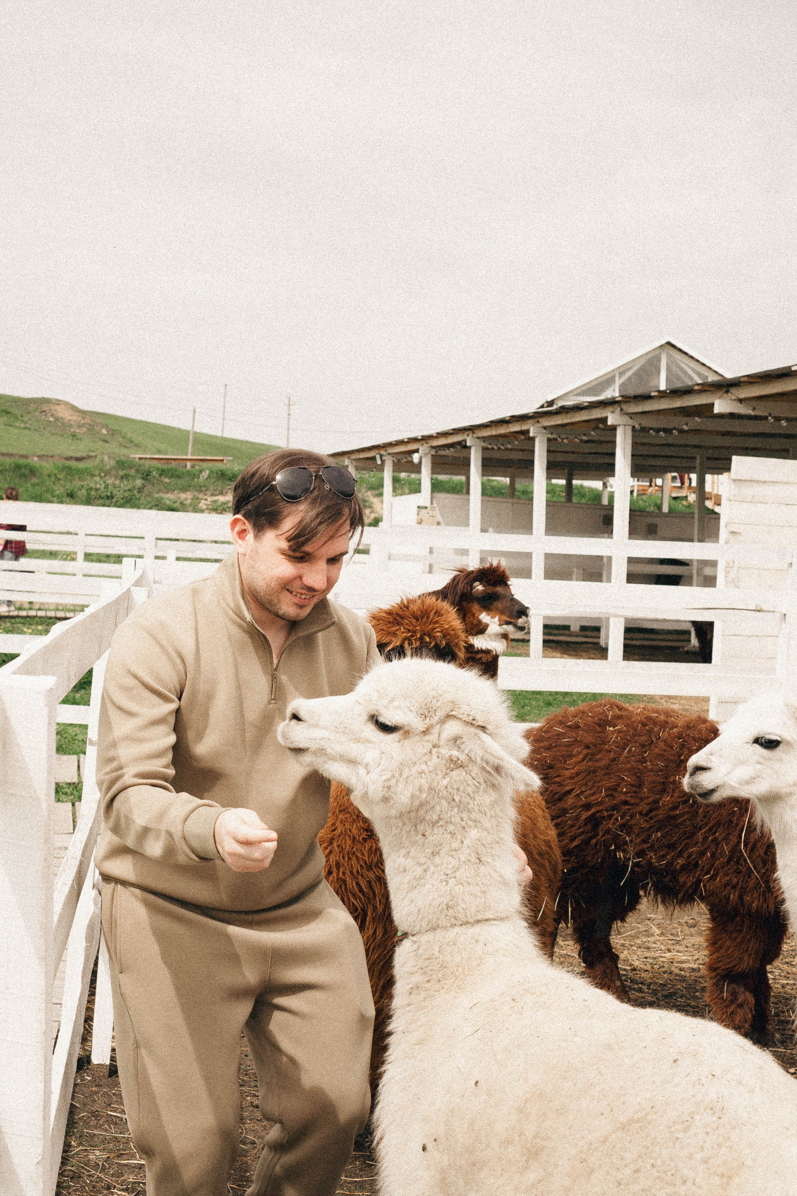 Ферма Альпак. Профессиональный фотограф, Санкт-Петербург — Виктория Богомолова