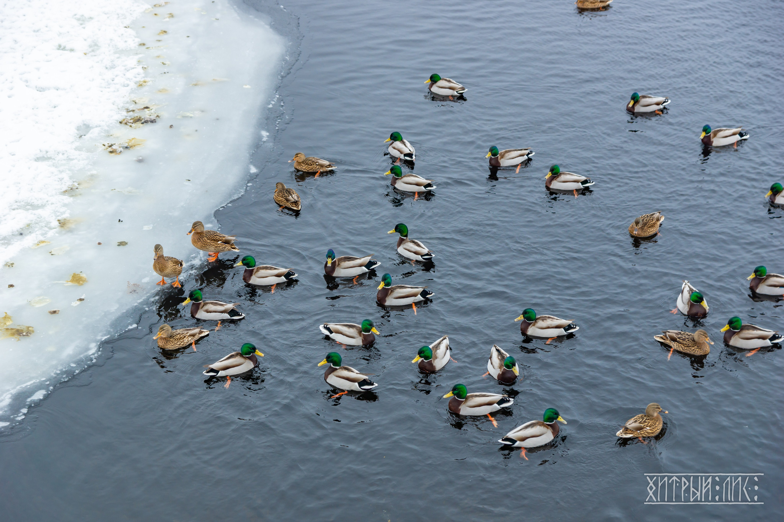 Мурманская обл. Фотограф-путешественник Самойлов Максим «Sly Fox»