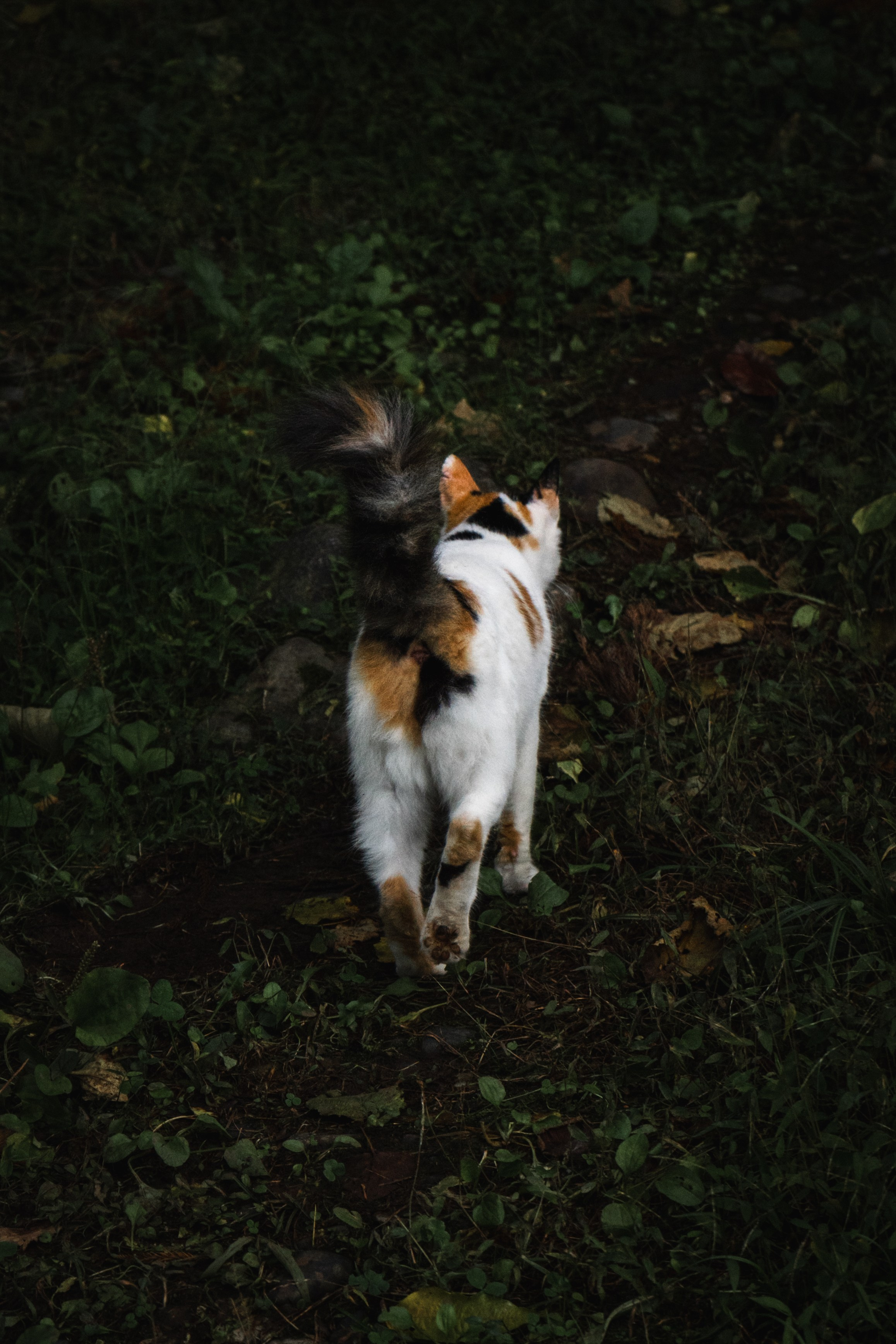 Хвостики. Oljoy.ph — photographer in Minsk