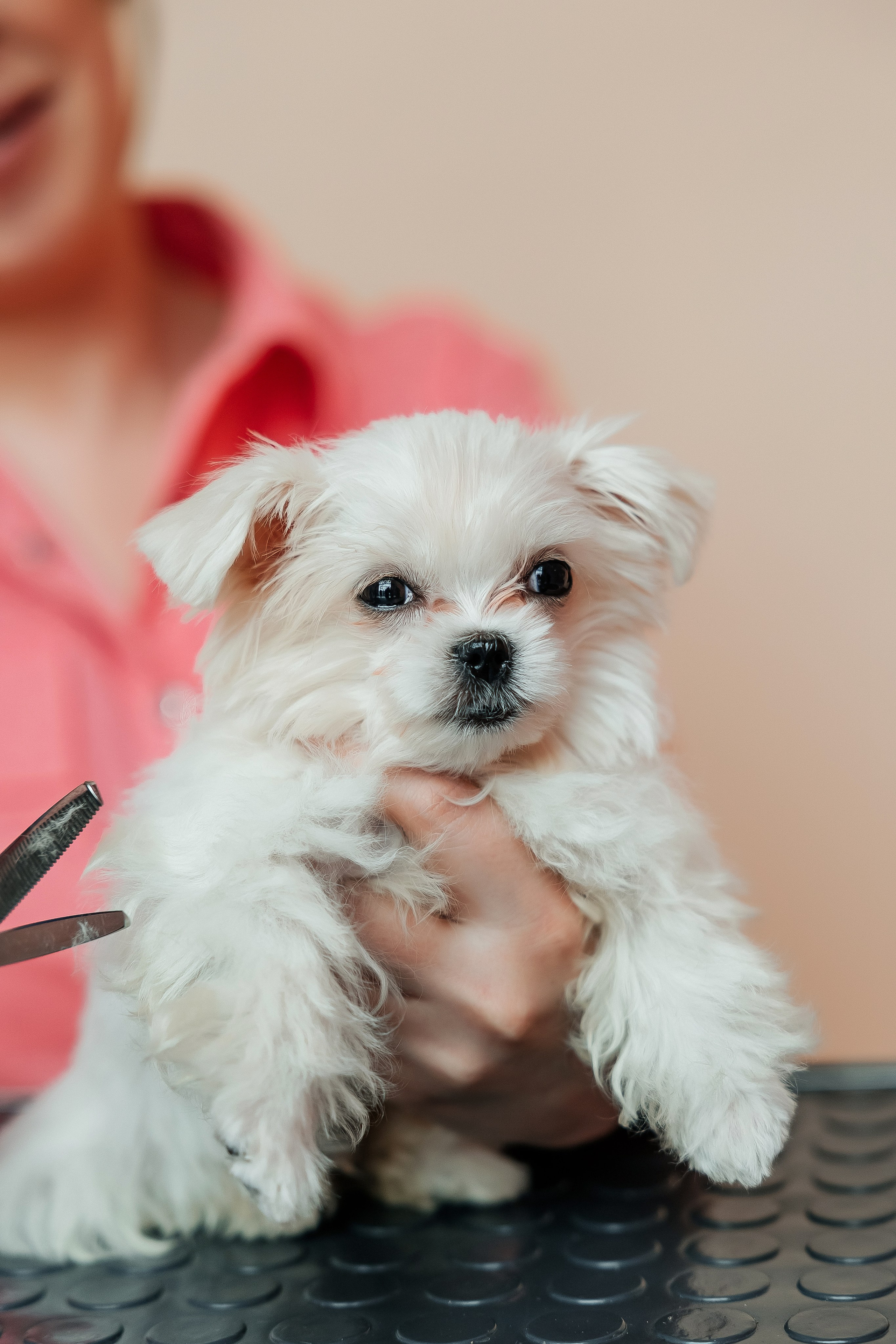 Контент съёмка для грумера. СВАДЕБНЫЙ ФОТОГРАФ НАТАЛИКА