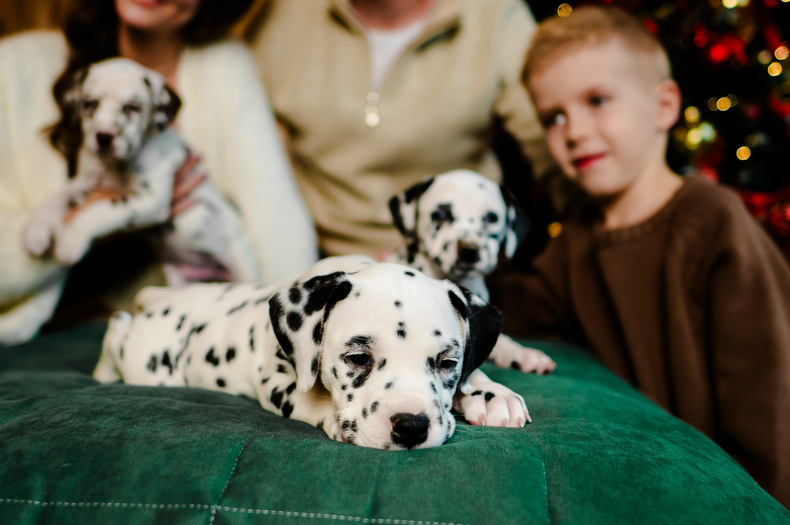 Фотосессия с далматинцами. Свадебный и семейный фотограф Евгения Кононова