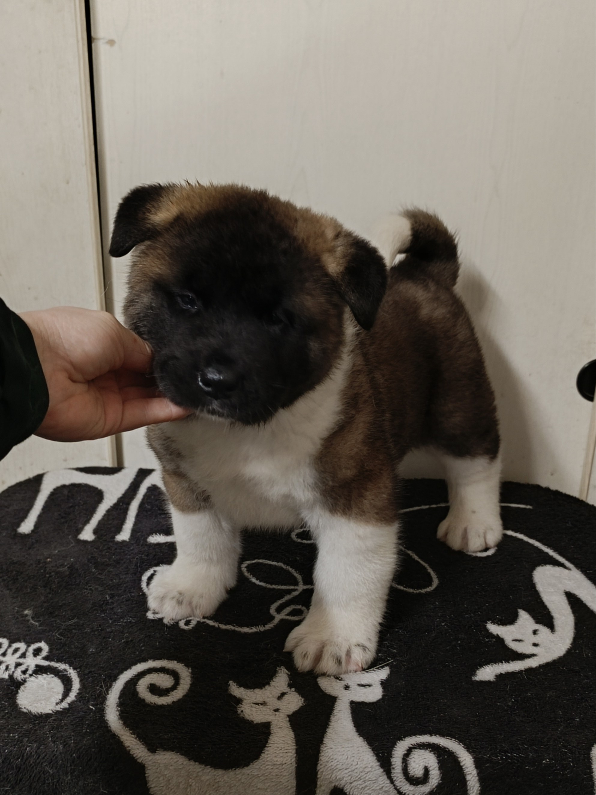 Американская акита  щенки питомник Санкт-Петербург клубные щенки Американская акита питомник RUBYLIGHT Рубилайт купить щенка американской акиты