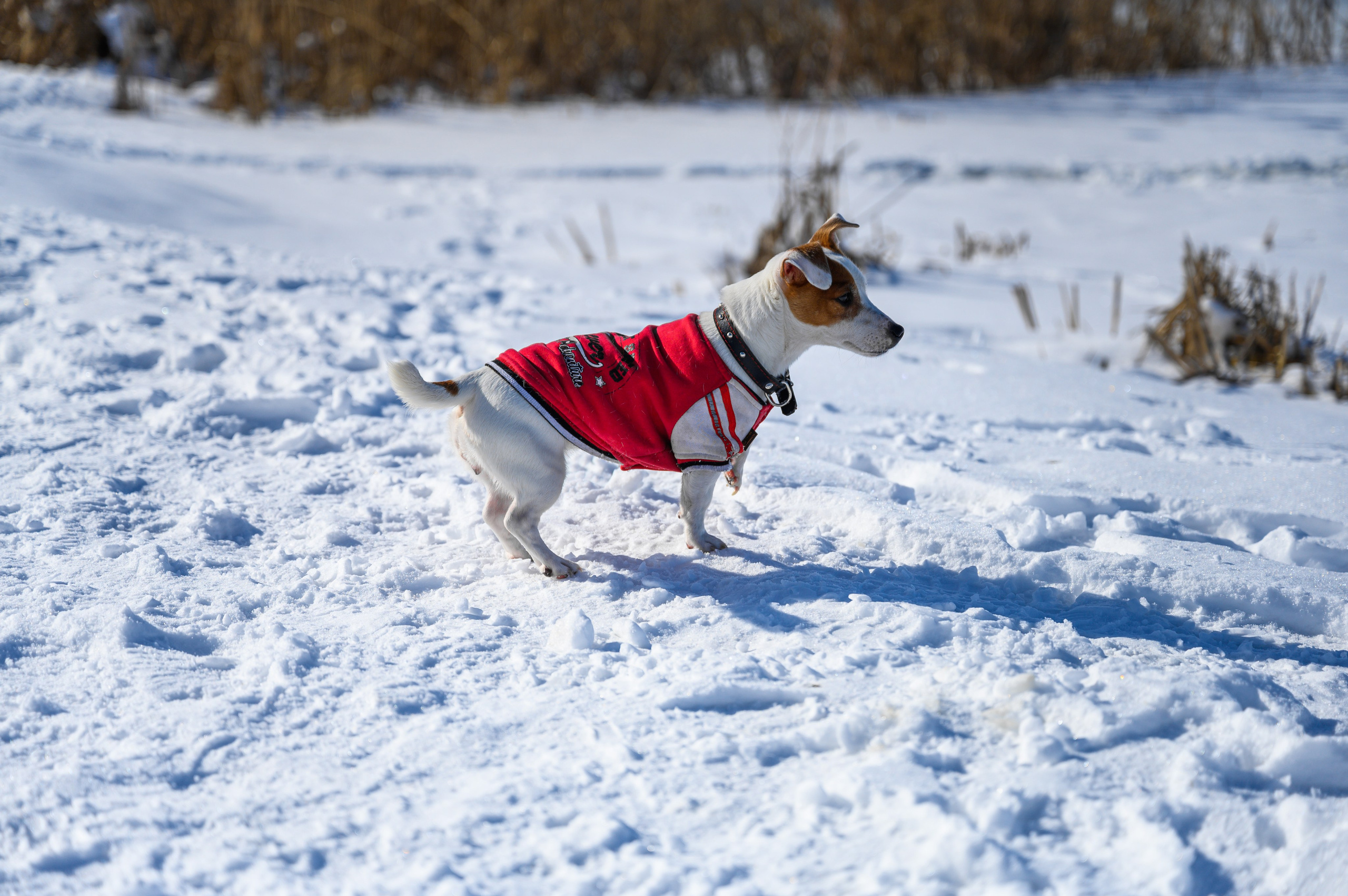 Джек Рассел. Bazarkom-photo.ru Фотограф Виктор Оськин в Старом Осколе