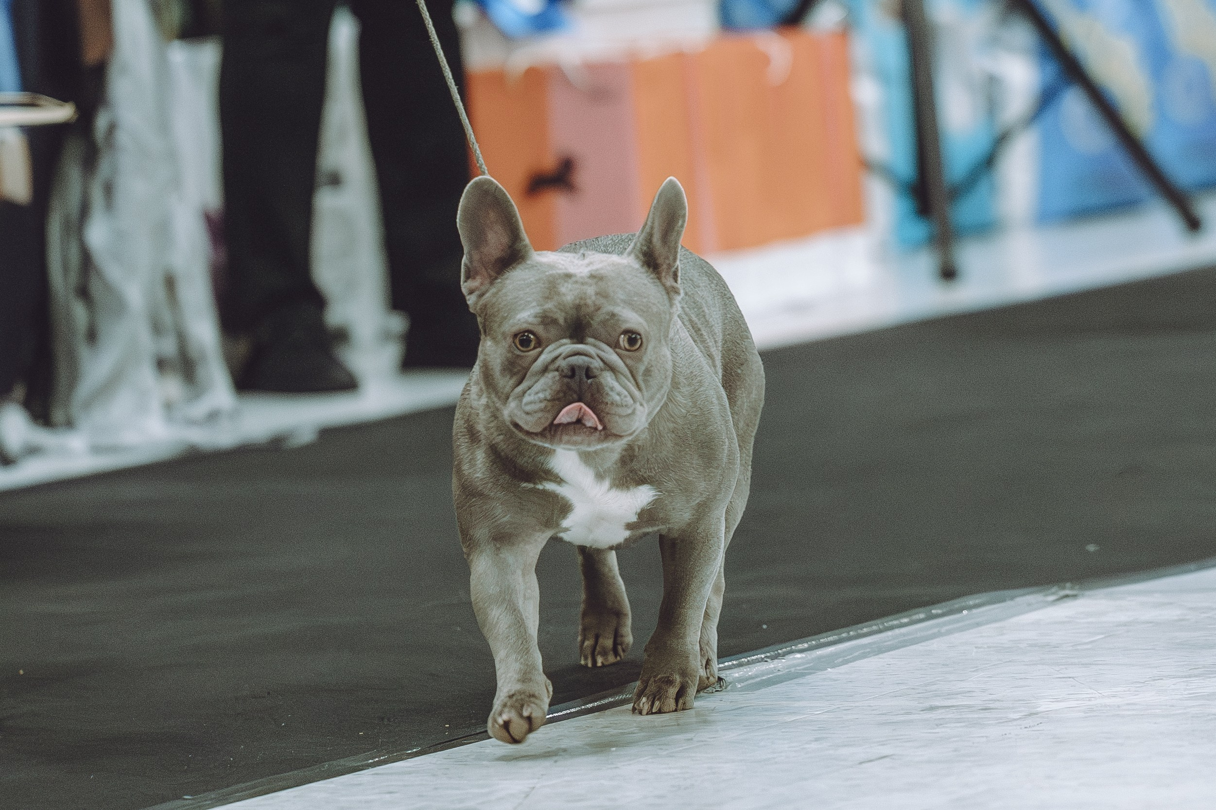 АВКС. Виктория Михайловская. Фотограф-анималист. Москва