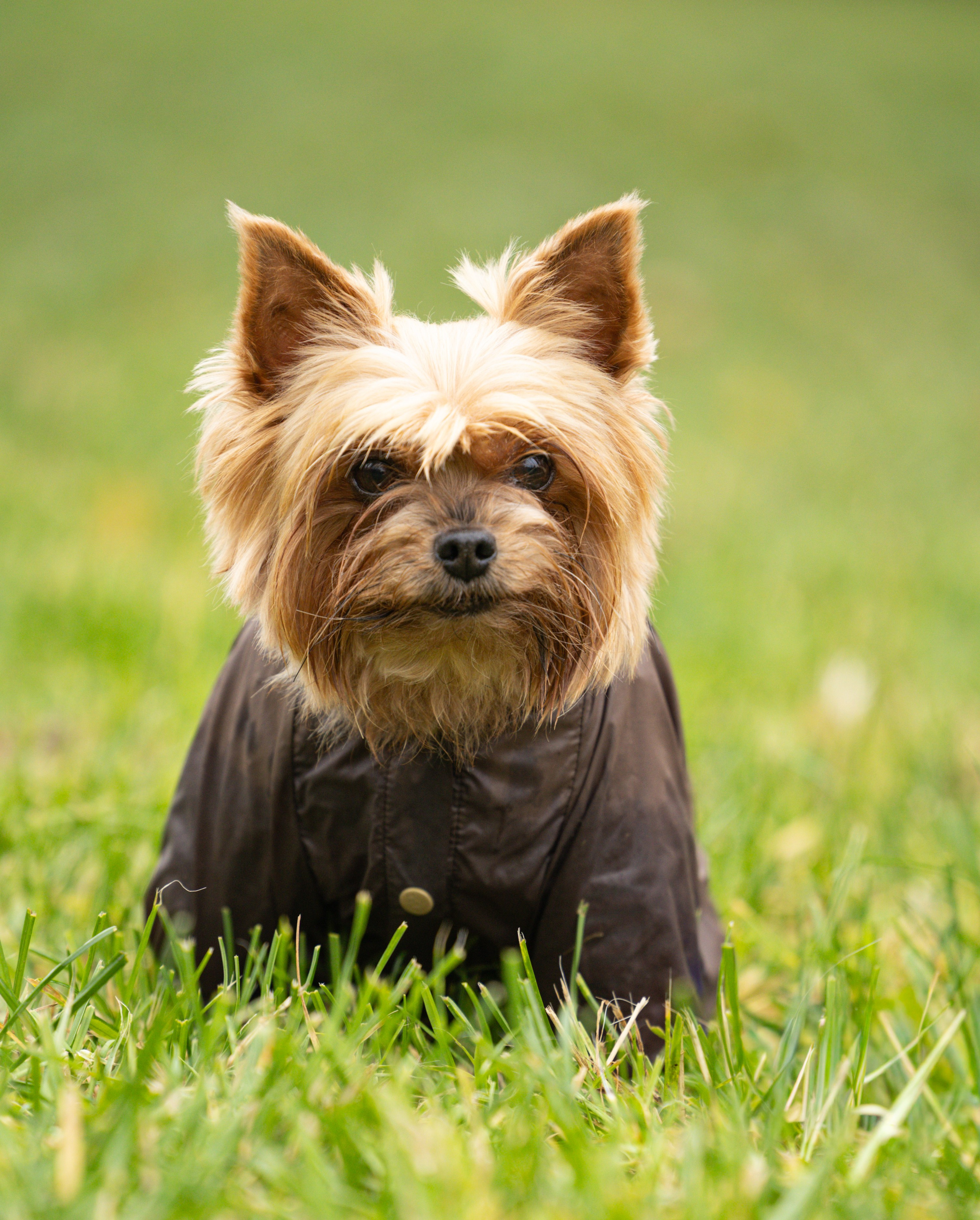 Джессика и Афродита. Виктория Михайловская. Фотограф-анималист. Москва