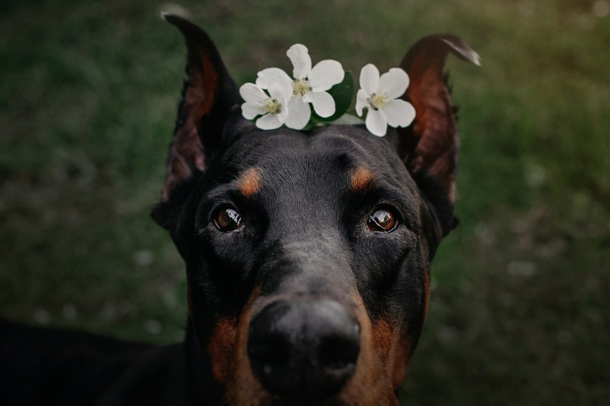 Вера и Люк. Фотограф Наталья Потапова