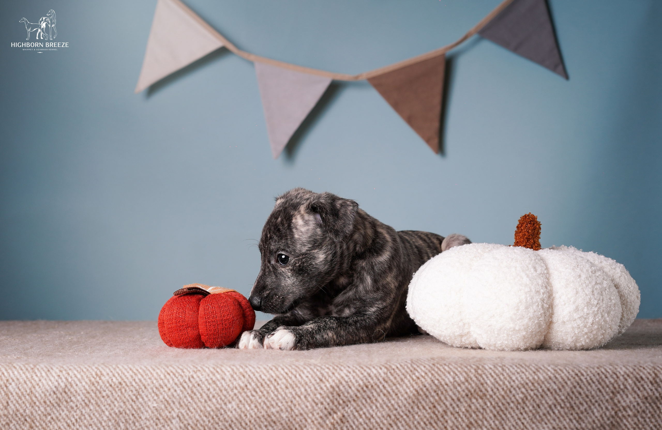 Щенки уиппета. Фотограф-анималист в Санкт-Петербурге Яна Мартынова