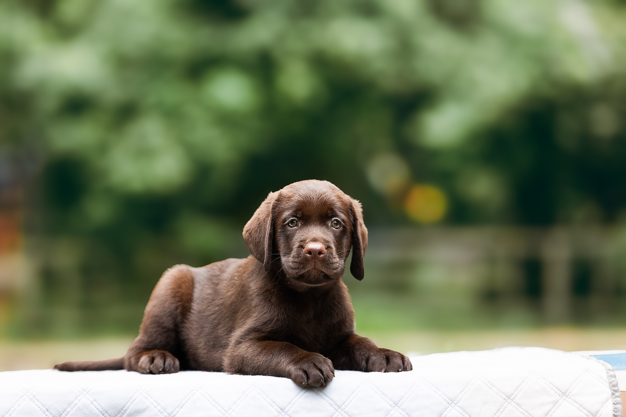 Фотосессии помётов щенков. Фотограф. Фотограф-анималист. Москва
