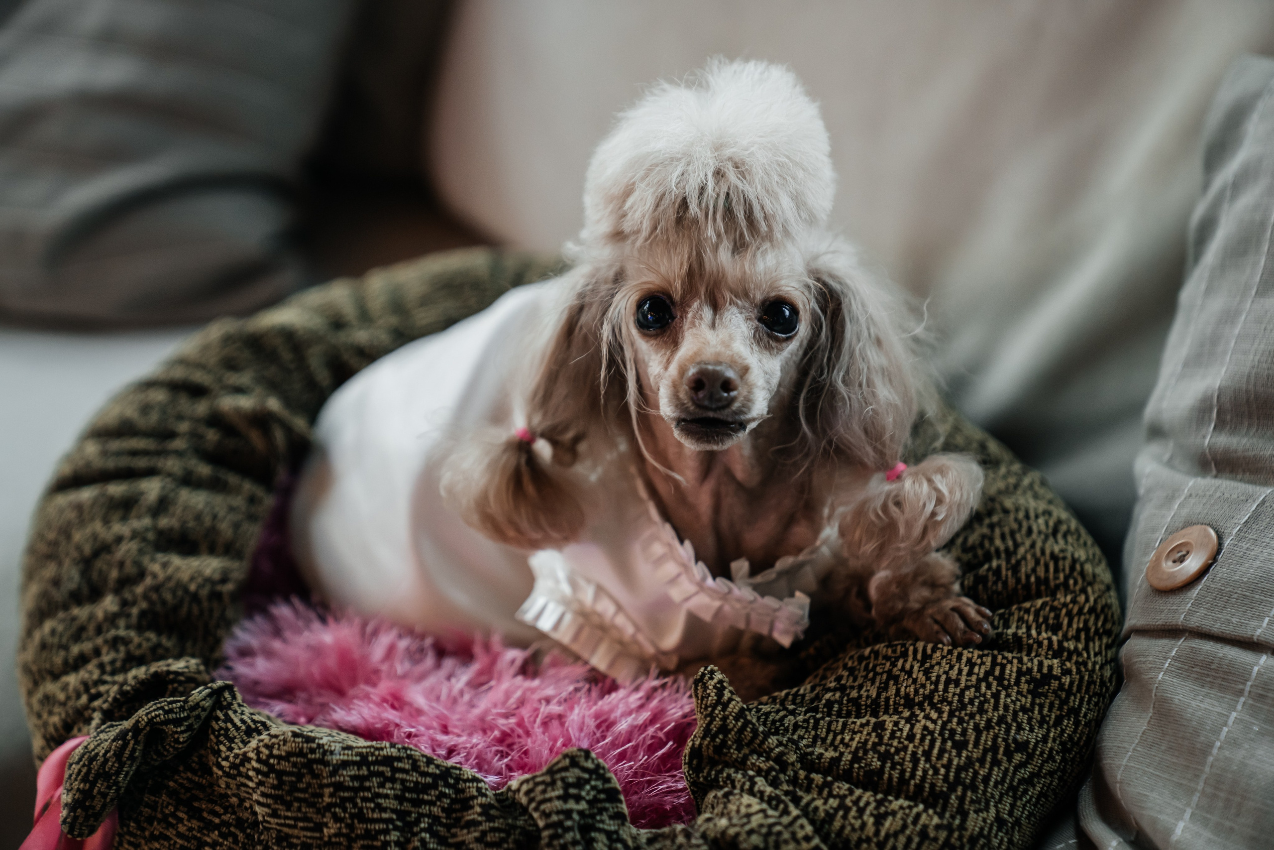 Антон и Евгения. Свадебный и семейный фотограф В Барнауле Нечаева Таня