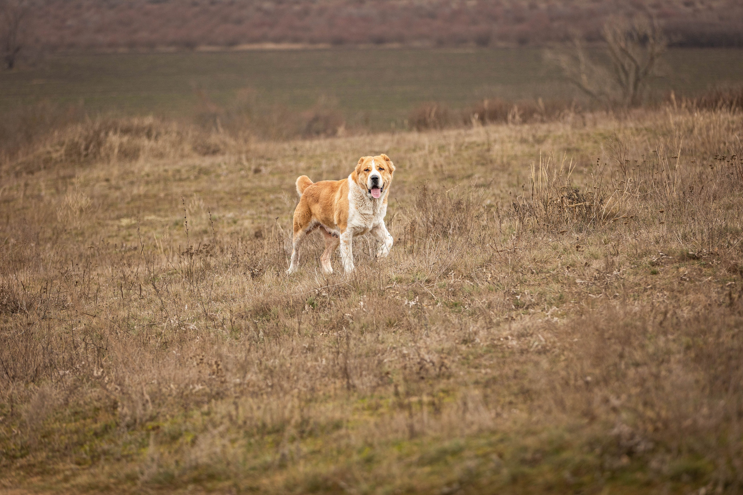 Пальма. Фотограф-АниМалист Анна Абрамова