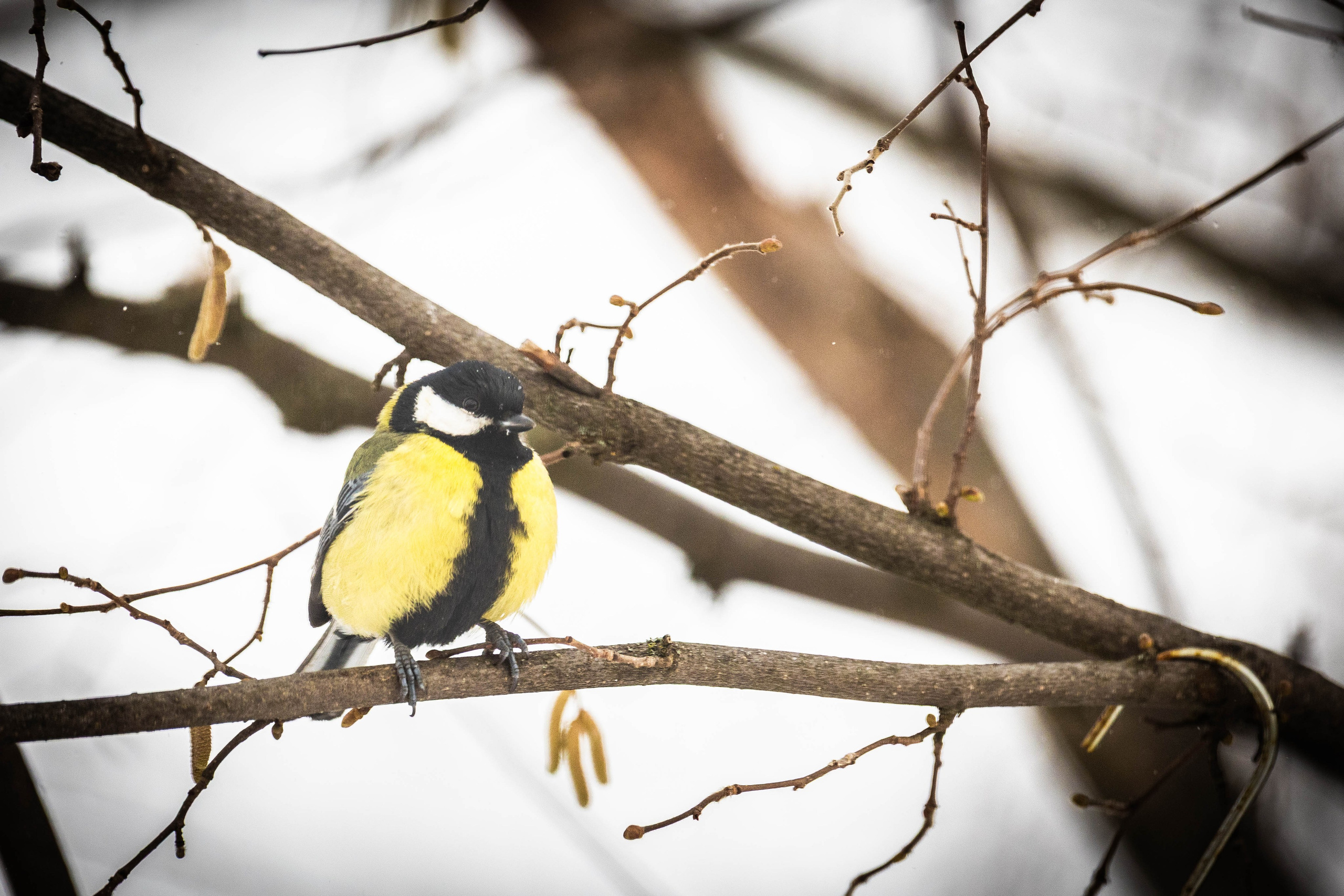 Дикий животный мир. Фотограф-АниМалист Анна Абрамова