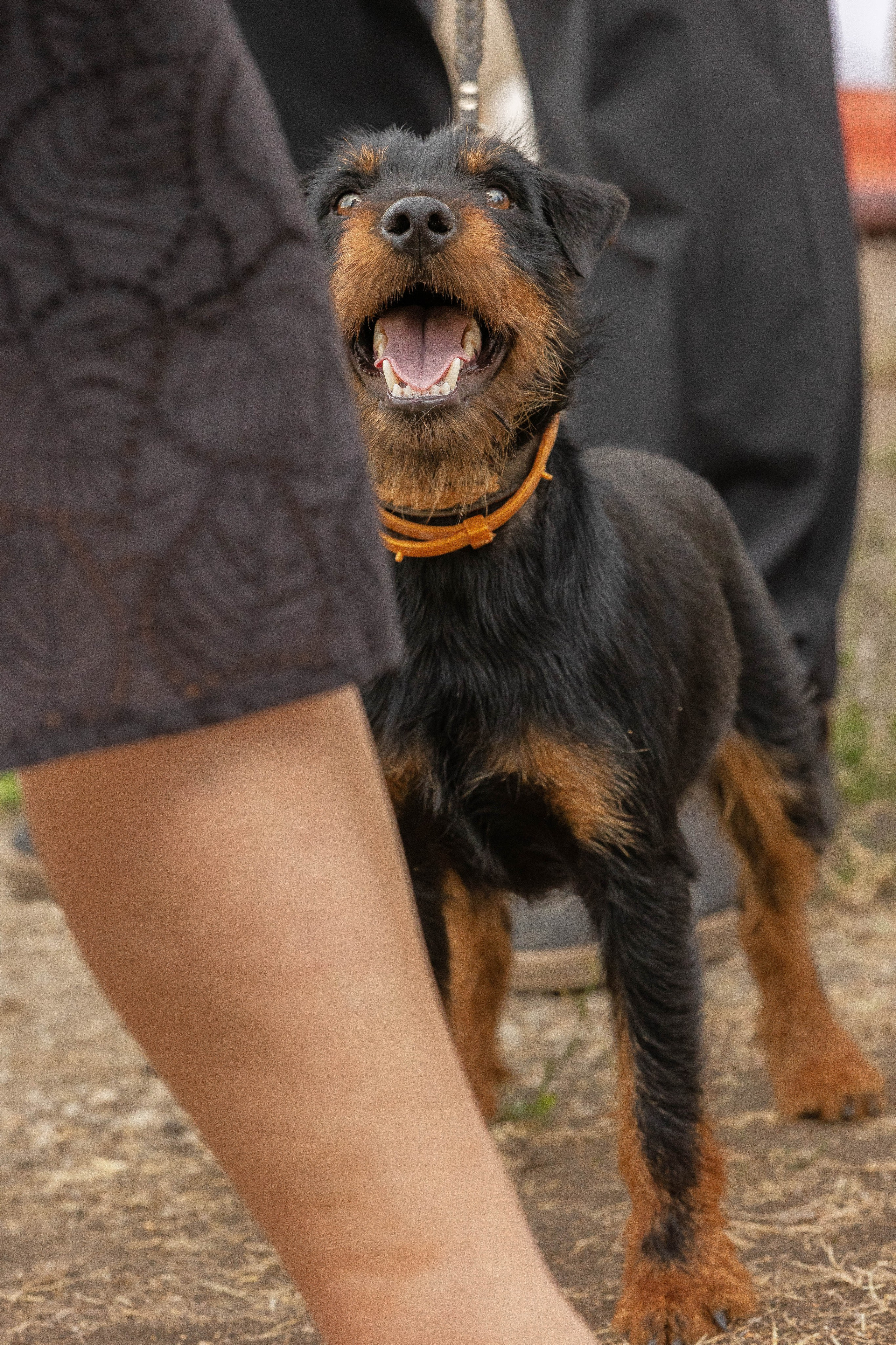 Репортаж (фото с выставок). Фотограф-АниМалист Анна Абрамова
