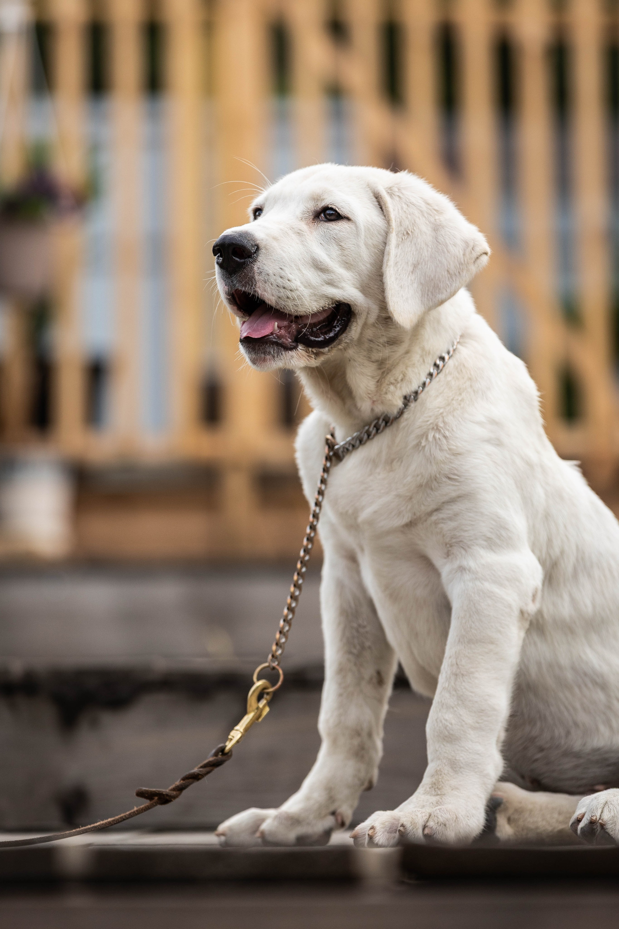 Иншала и Сирена. Фотограф-АниМалист Анна Абрамова