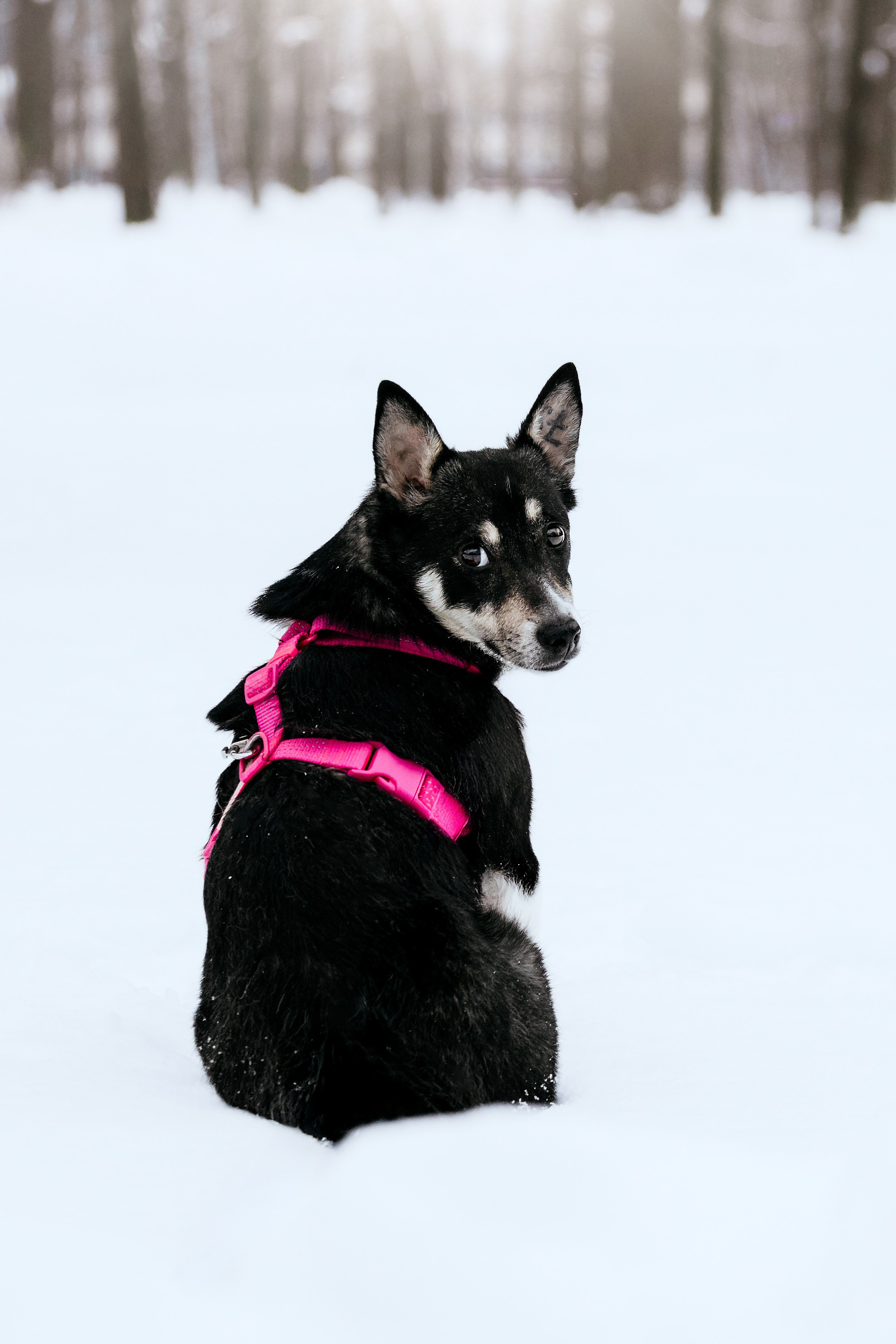 Собаки из приюта Дубовая роща зима. Фотограф-анималист Татьяна Степанова