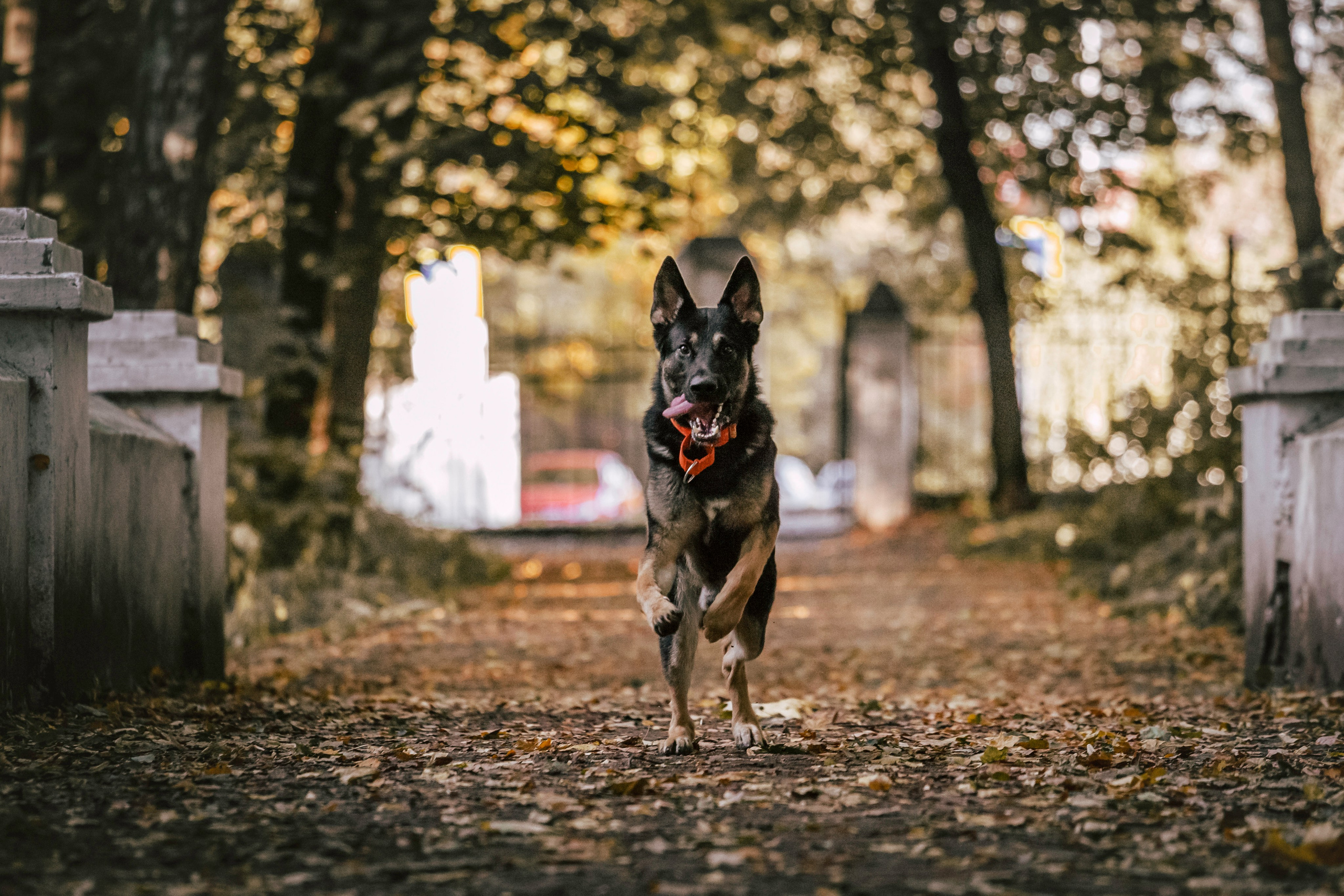 Илай. Фотограф-анималист Татьяна Степанова