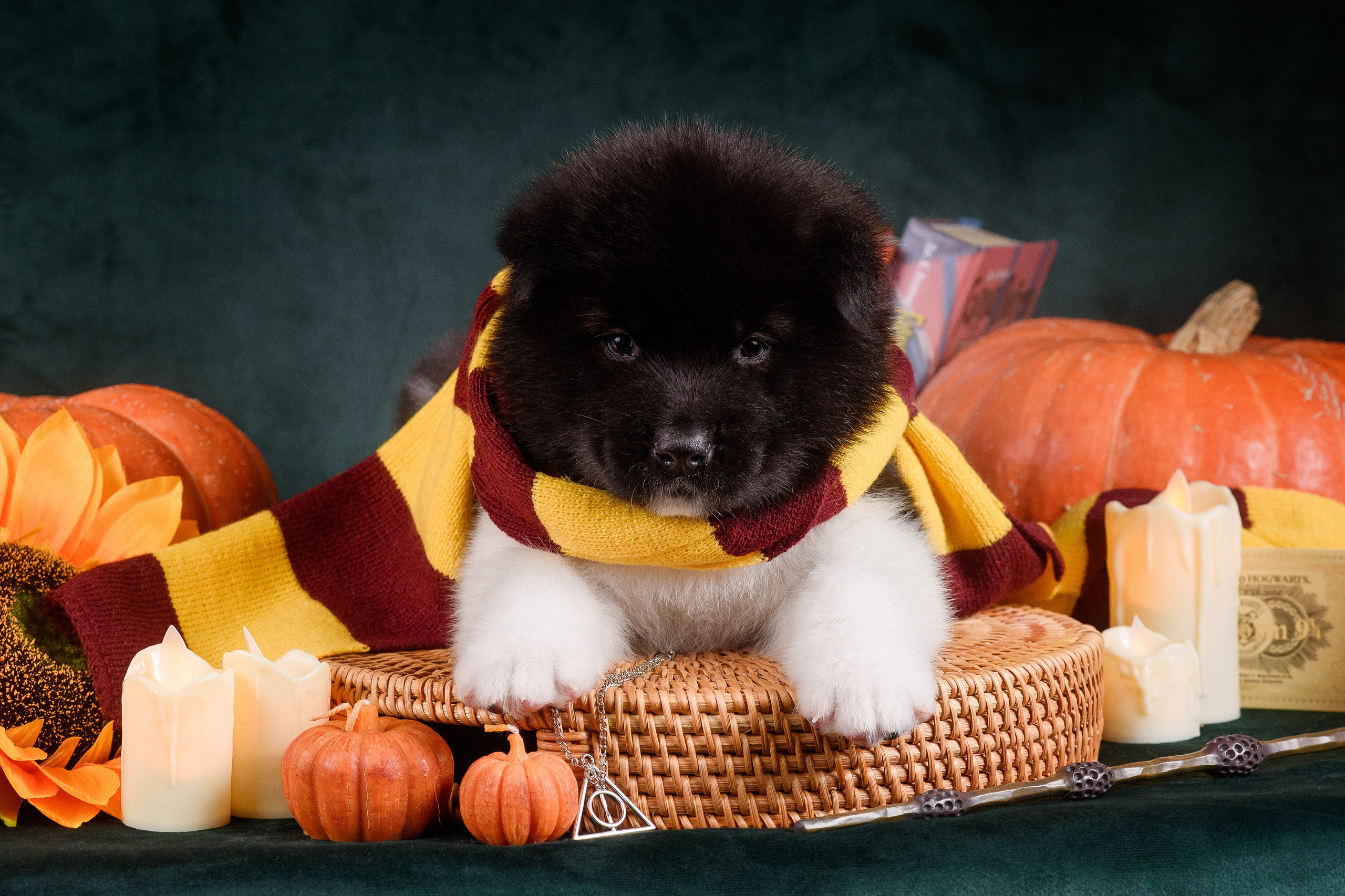 Щенки Американской Акиты — 04.11.2024. Фотограф — Анималист | Анна Абрамова