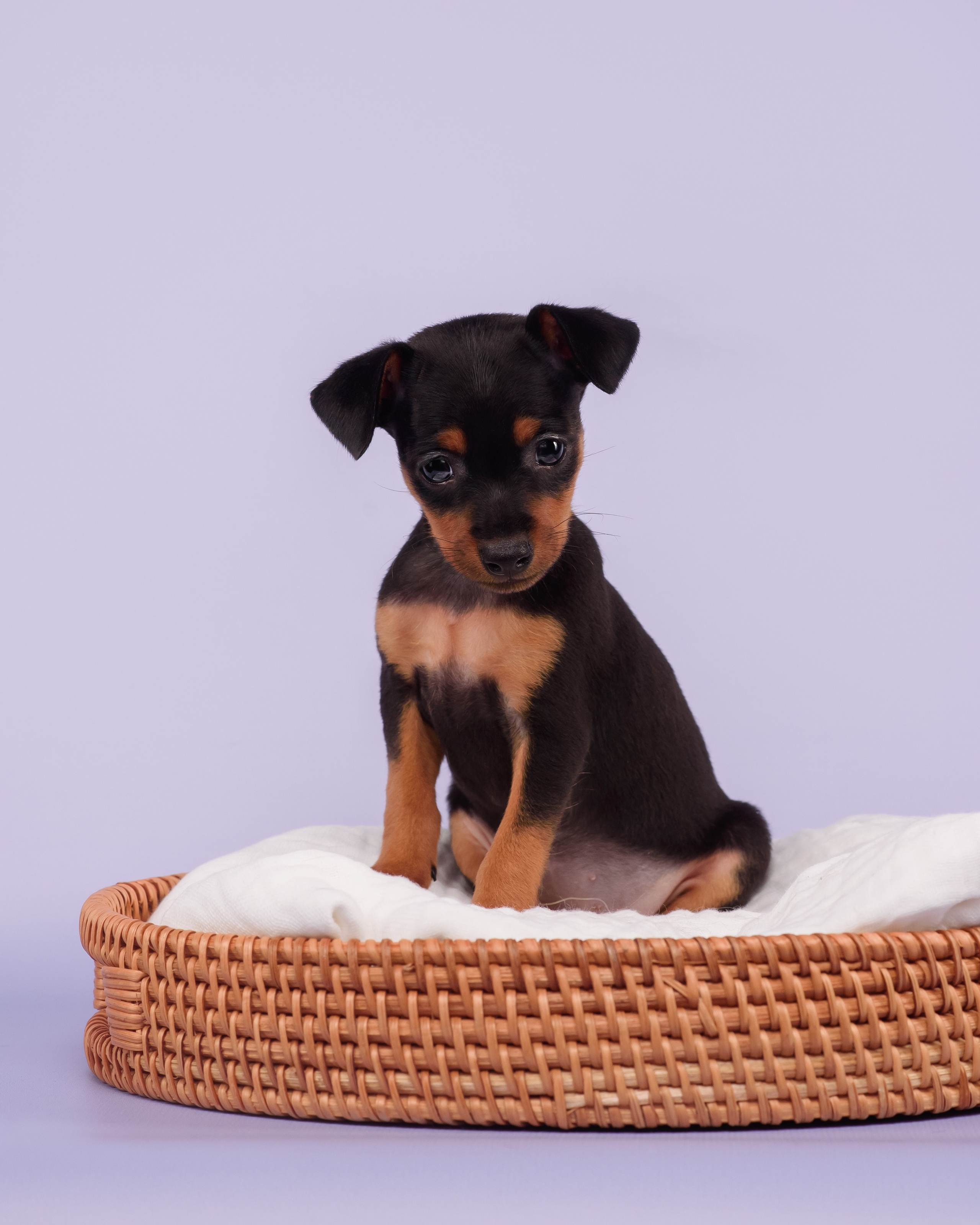 Малыши пражских крысариков — 30.07.2025. Фотограф — Анималист | Анна Абрамова