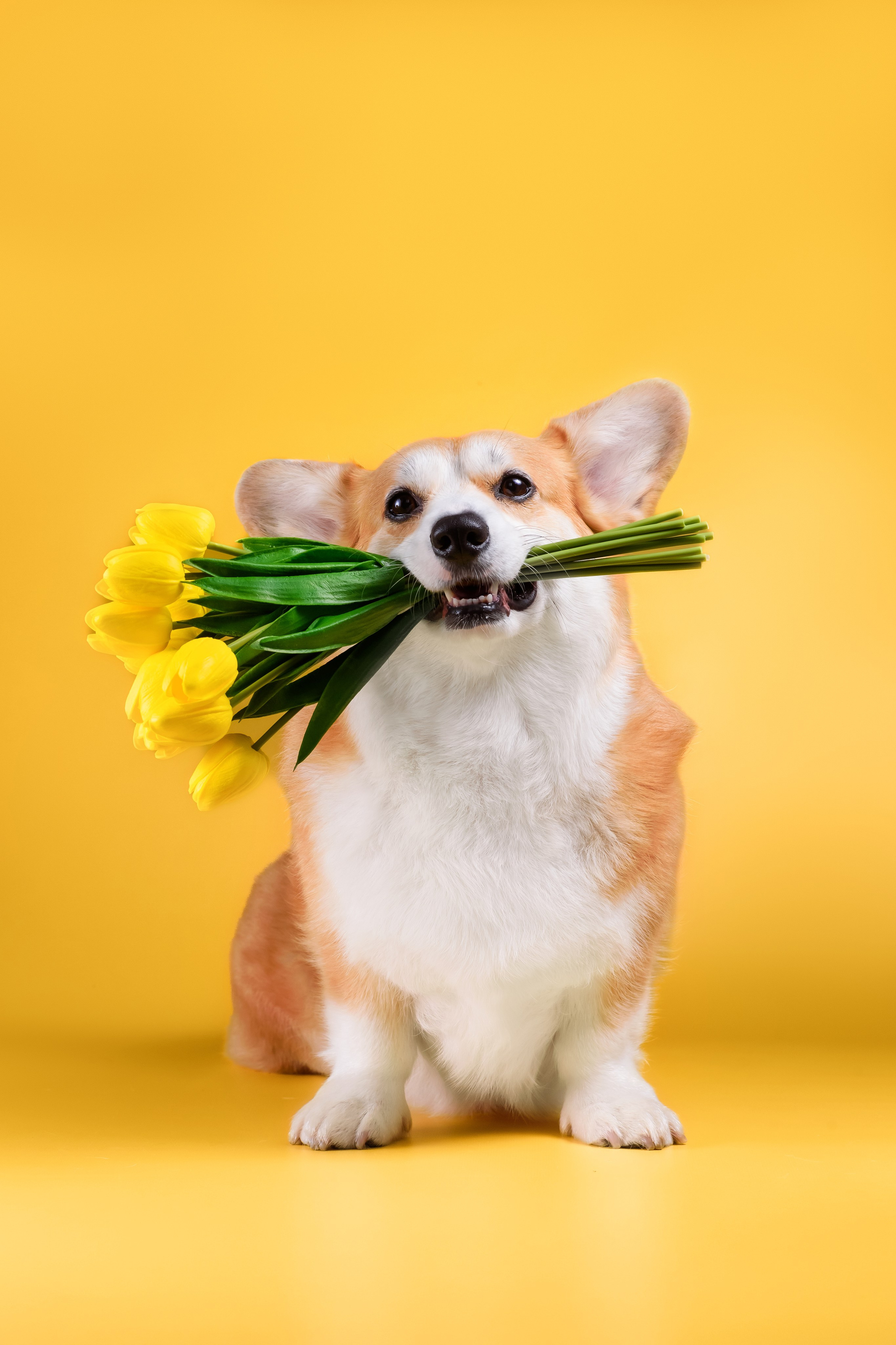 Лея на однотонном фоне. Фотограф — Анималист | Анна Абрамова