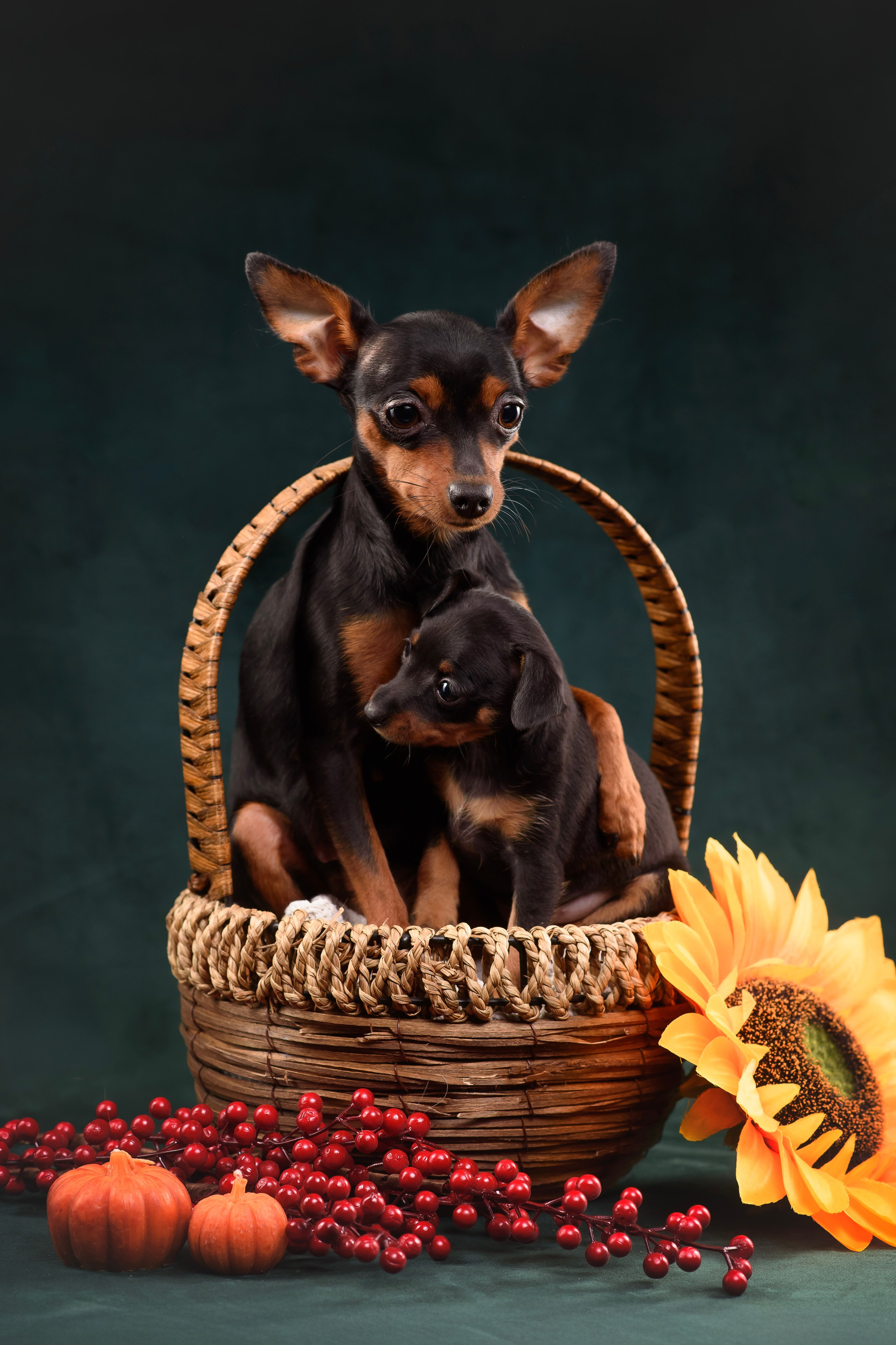 Щенки Пражского крысарика — 19.10.2025. Фотограф — Анималист | Анна Абрамова