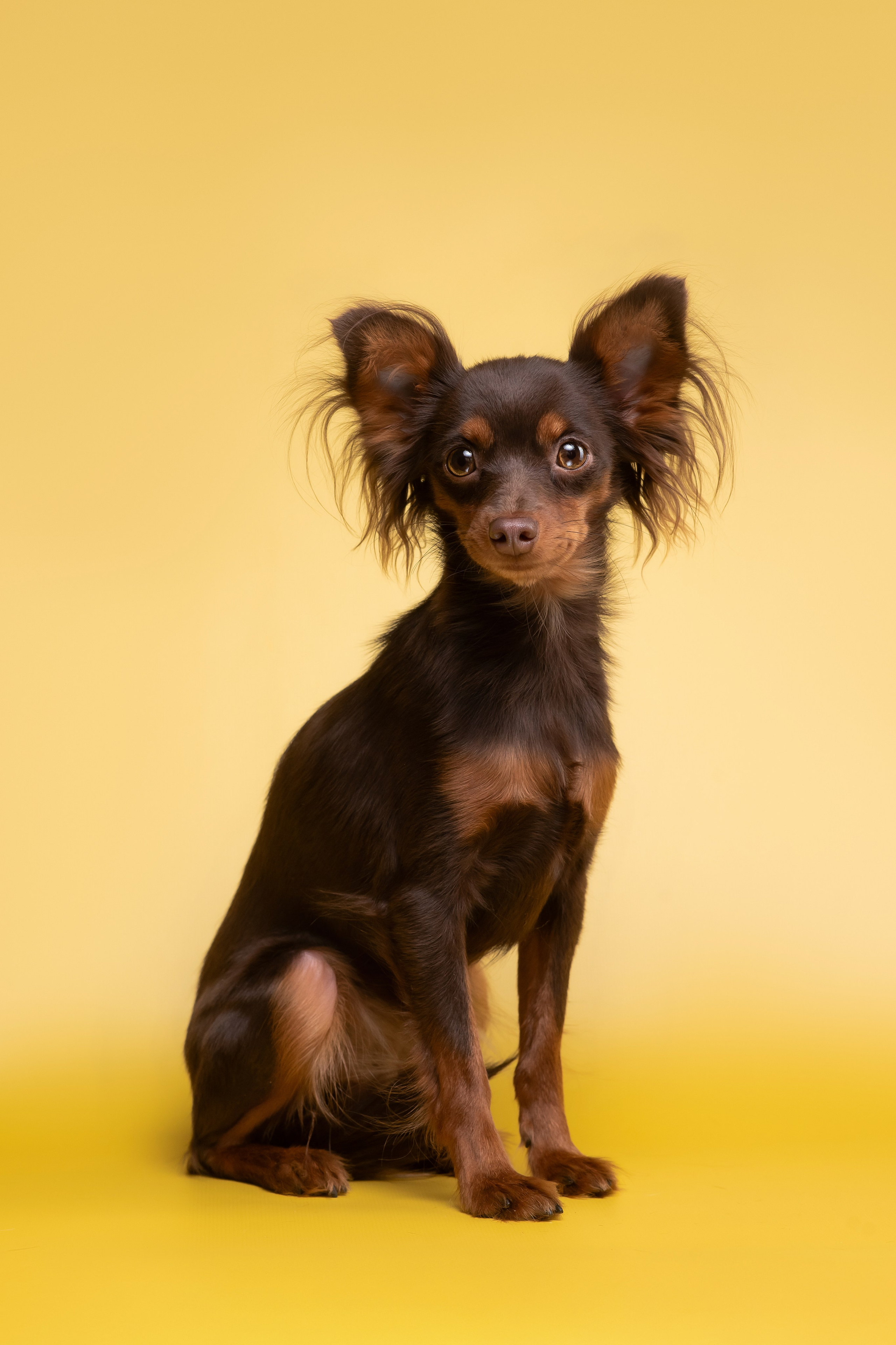 Пражские крысарики — 02.04.2025. Фотограф — Анималист | Анна Абрамова