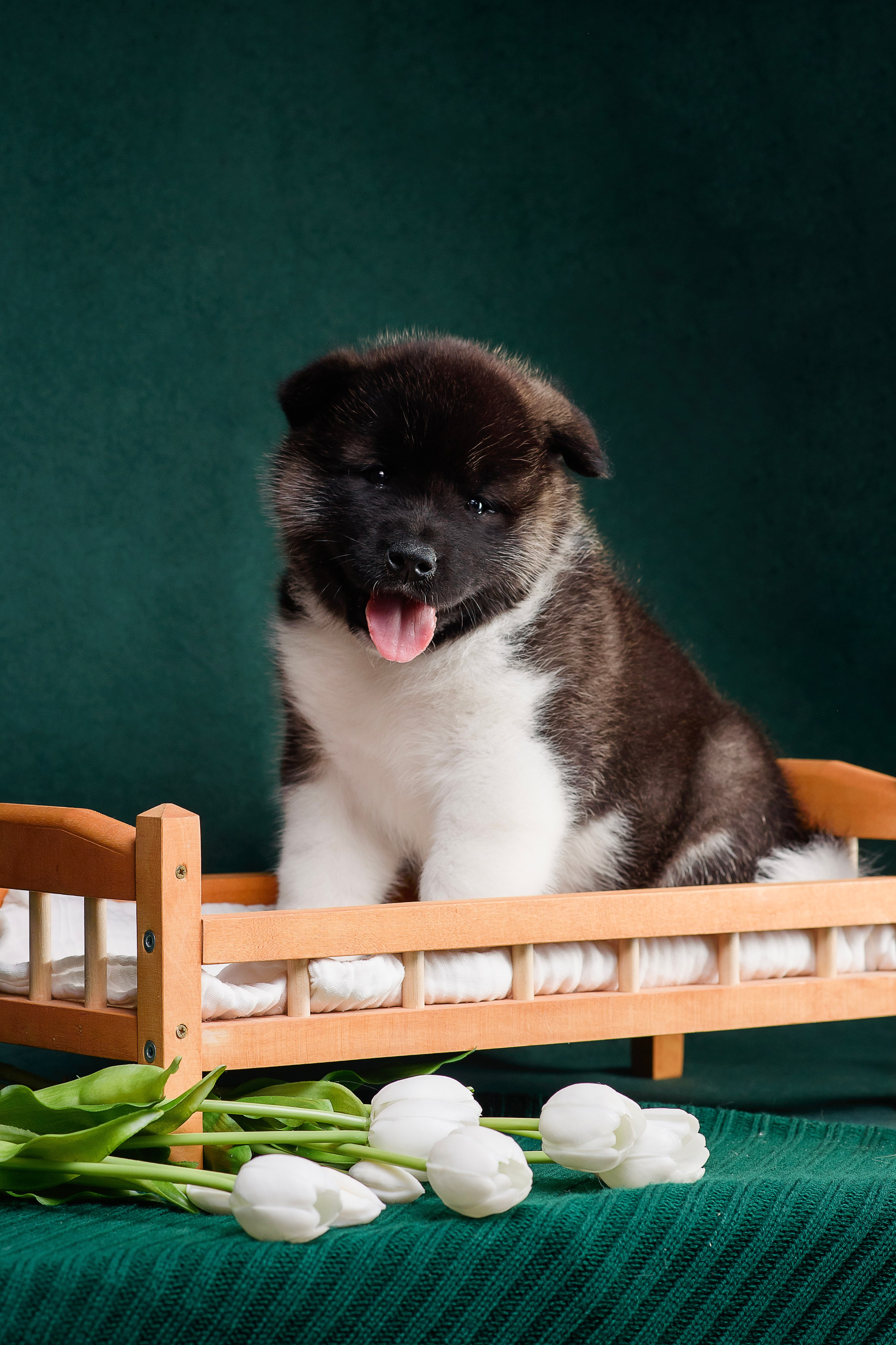 Щенки Американской Акиты. Фотограф — Анималист | Анна Абрамова