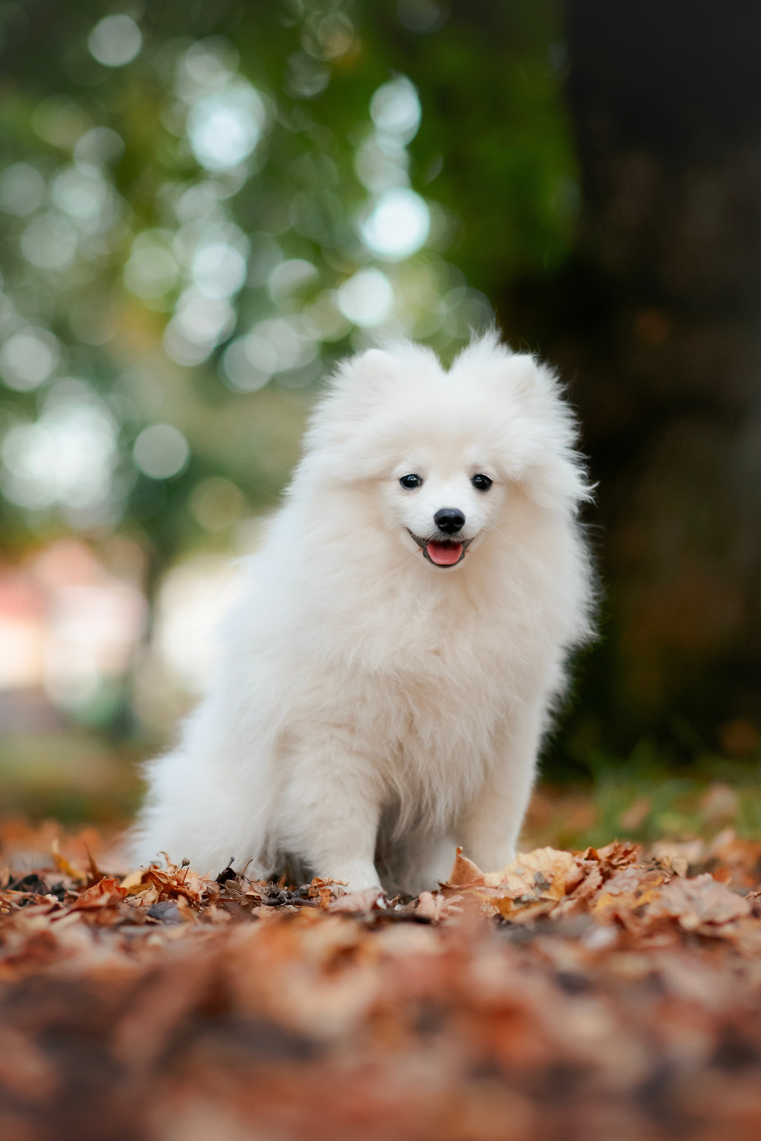 Малый немецкий шпиц — 18.09.2025. Фотограф — Анималист | Анна Абрамова