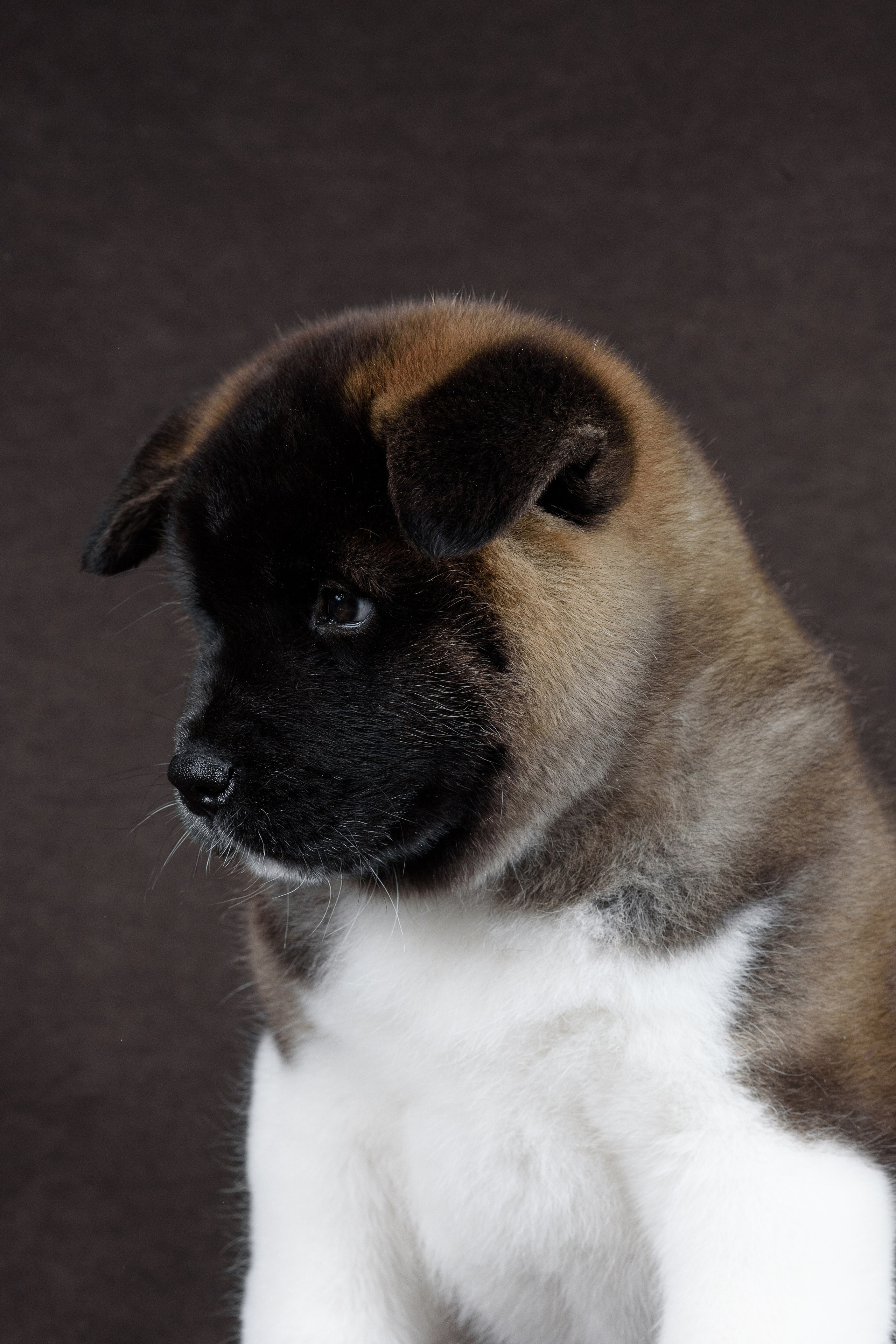 Щенки Американской Акиты (GRAND AMAK) Цезарь и Ника — 15.03.2024. Фотограф — Анималист | Анна Абрамова