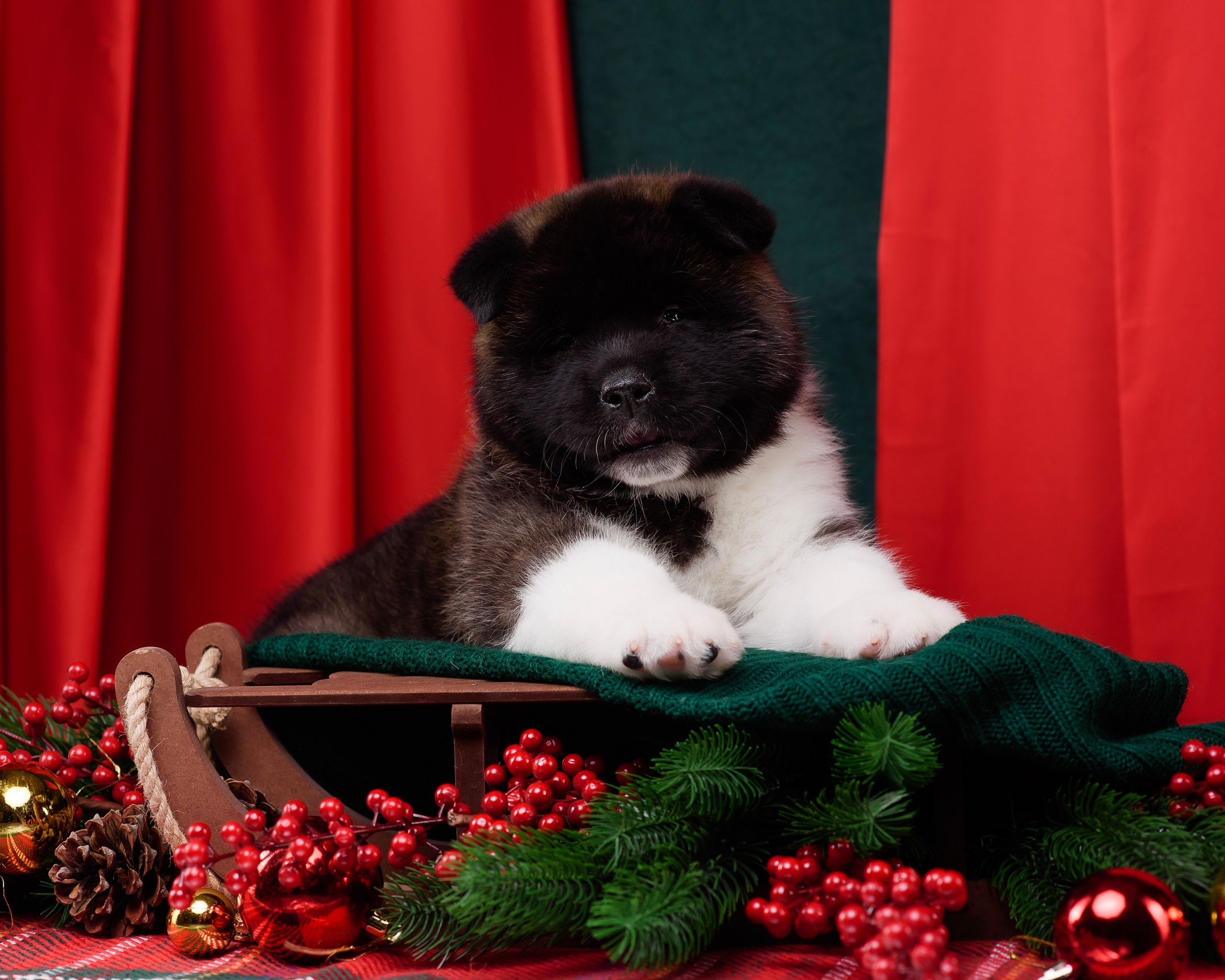 Щенки Американской Акиты. Фотограф — Анималист | Анна Абрамова