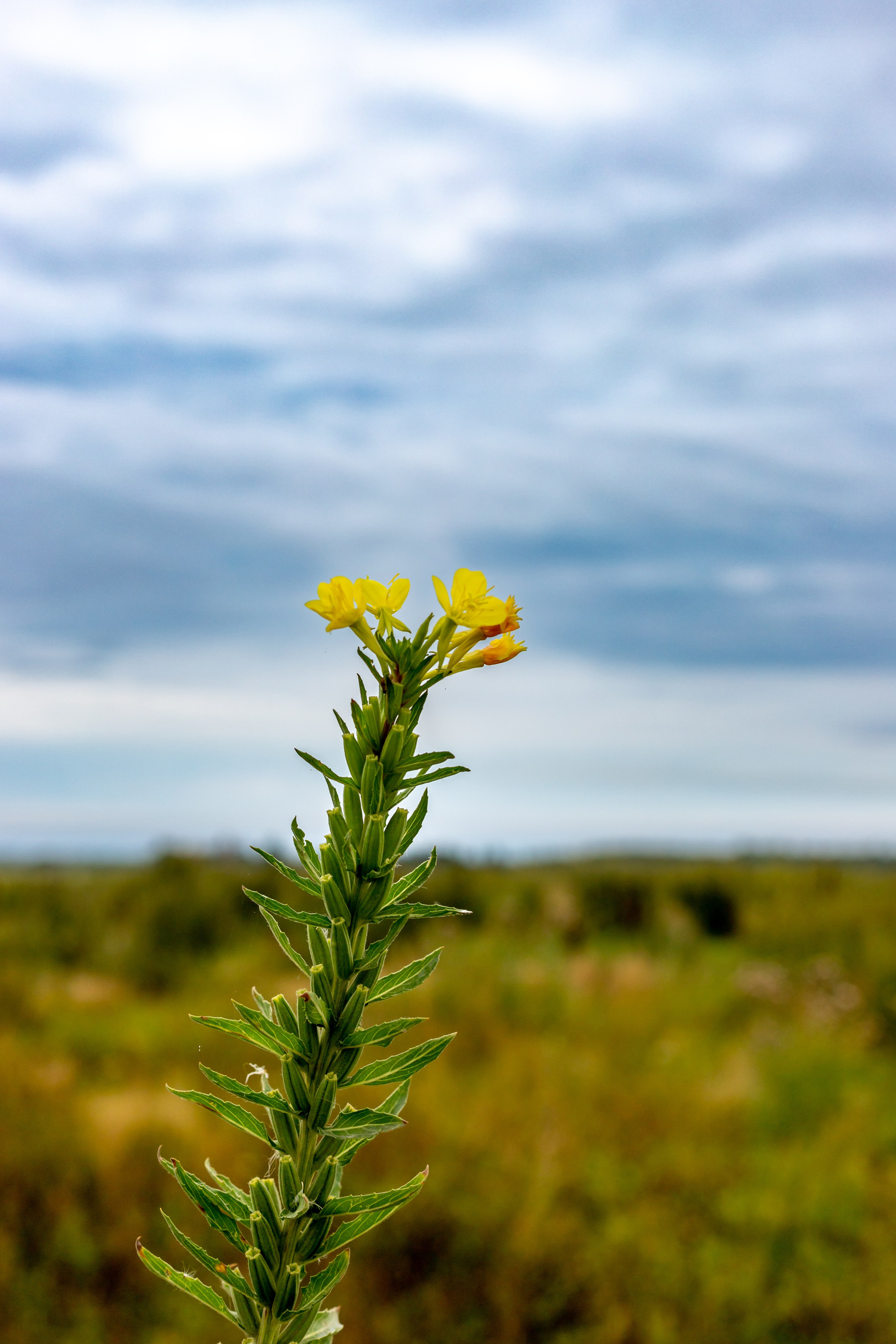 Споттинг 2024. Семейный и детский фотограф в Хабаровске Алевтина Проскурякова